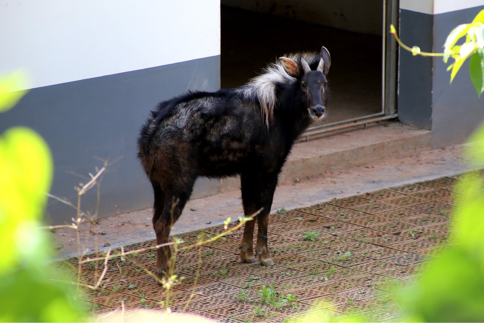 Chinese Serow (Capricornis milneedwardsii)