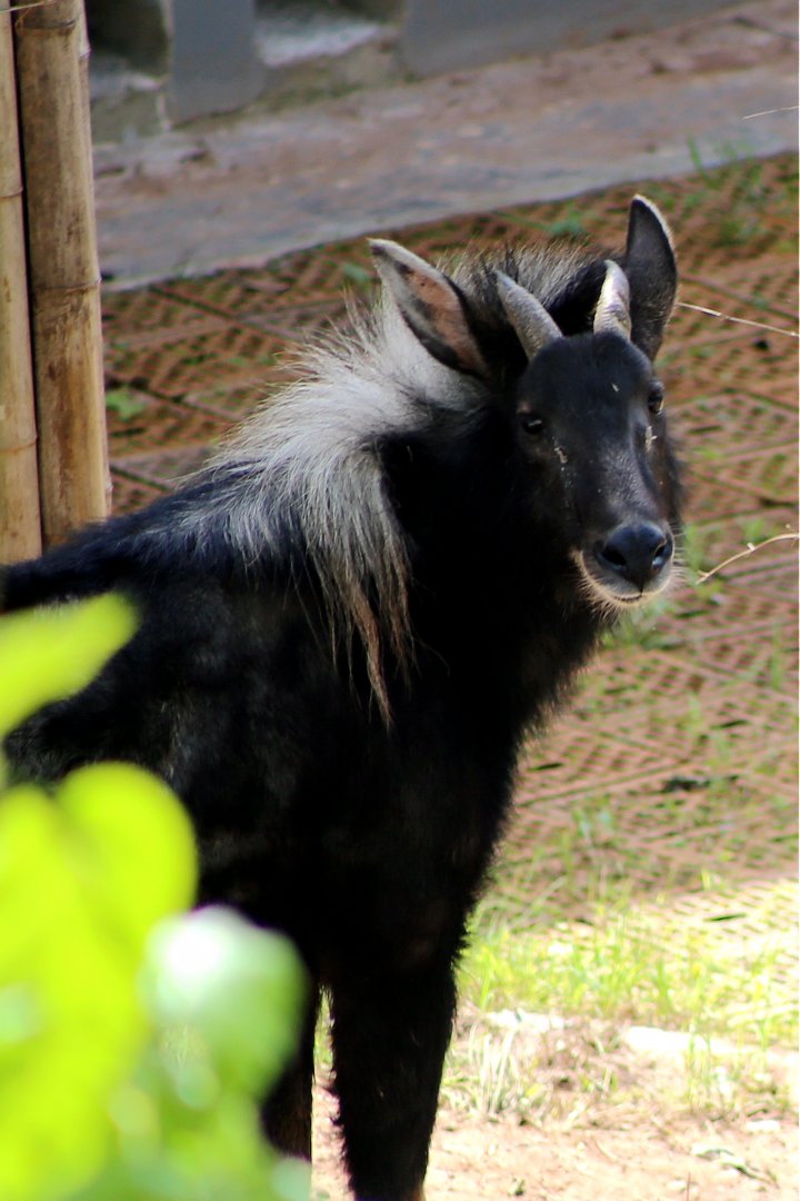 Chinese Serow (Capricornis milneedwardsii)