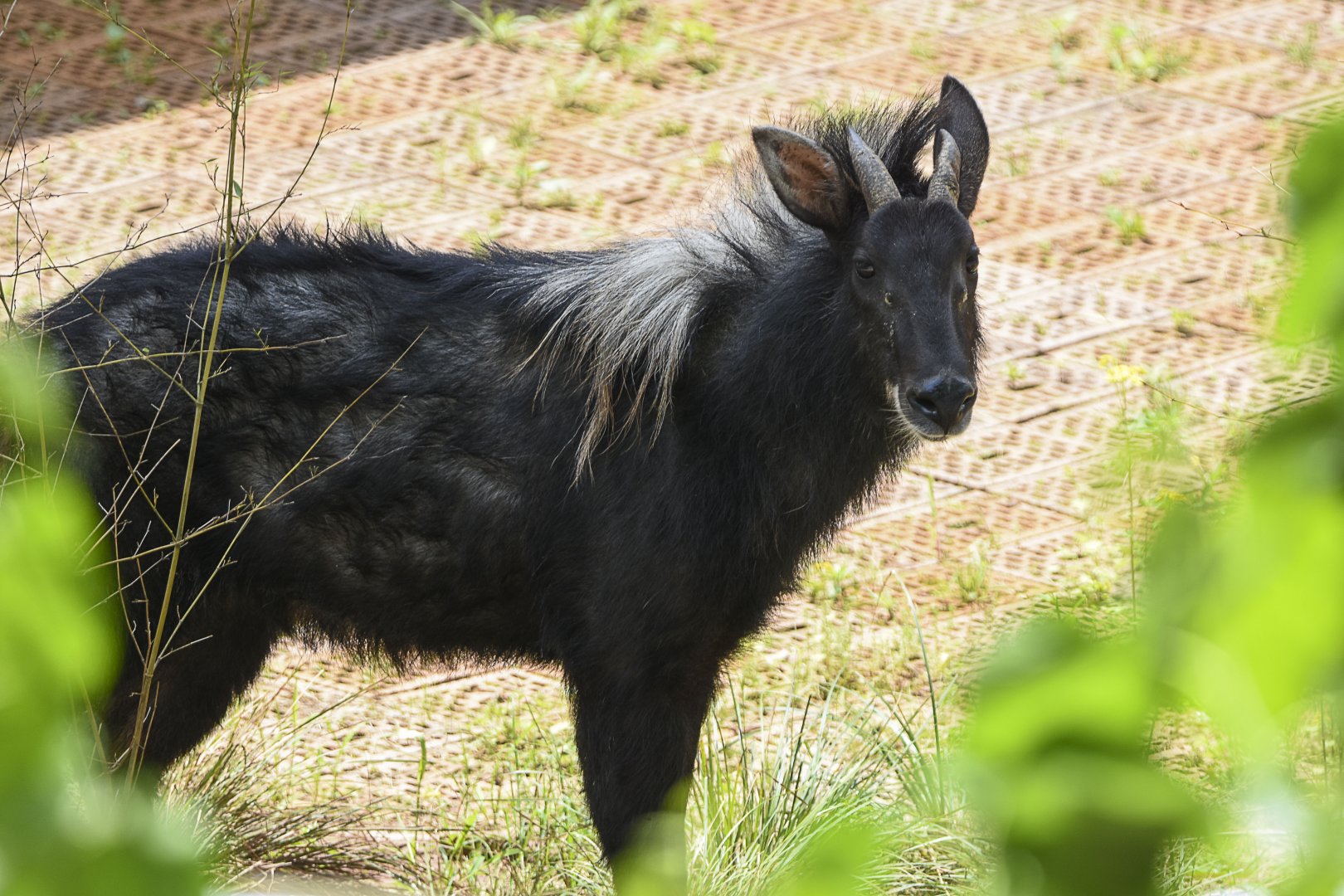 Chinese Serow (Capricornis milneedwardsii)