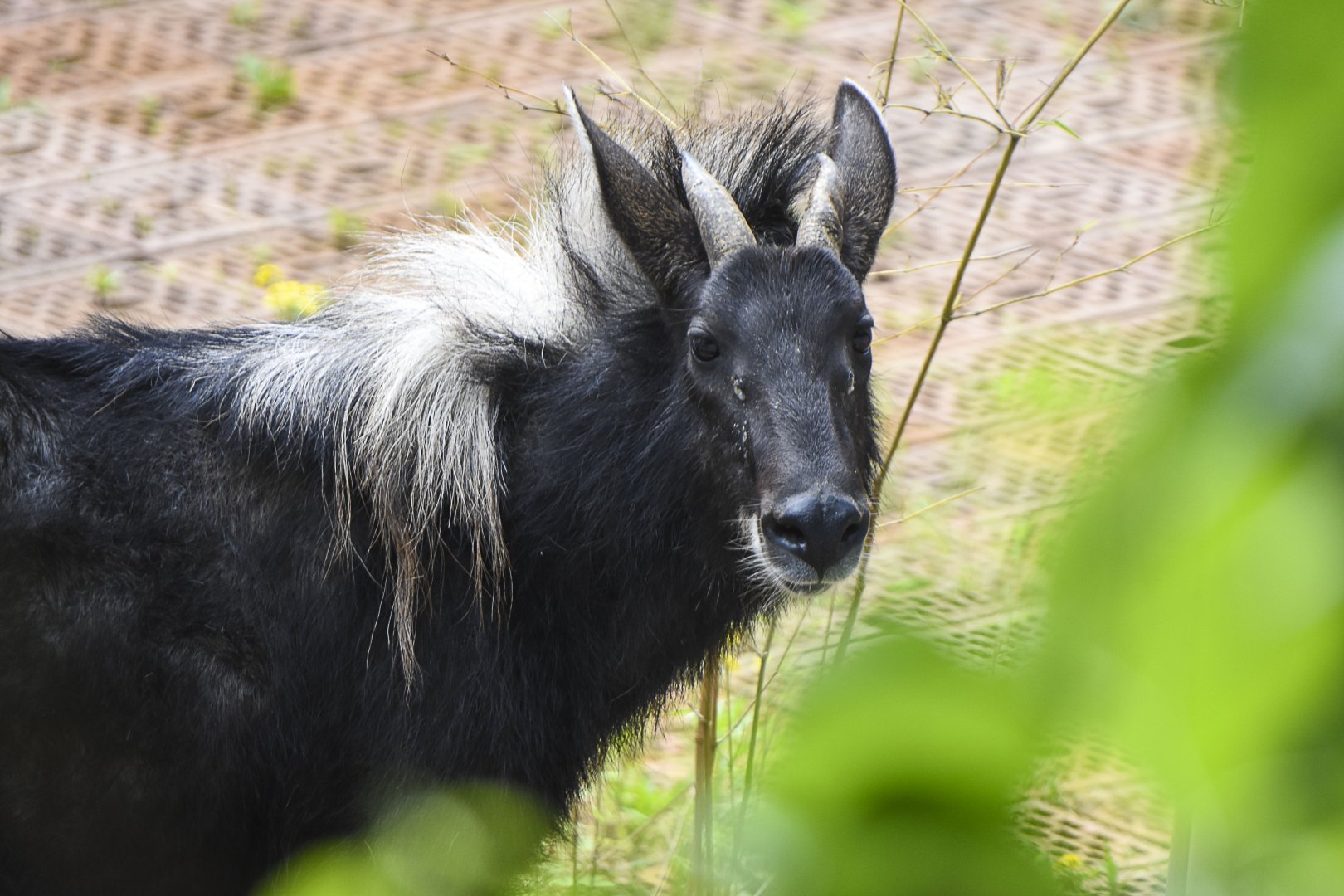 Chinese Serow (Capricornis milneedwardsii)