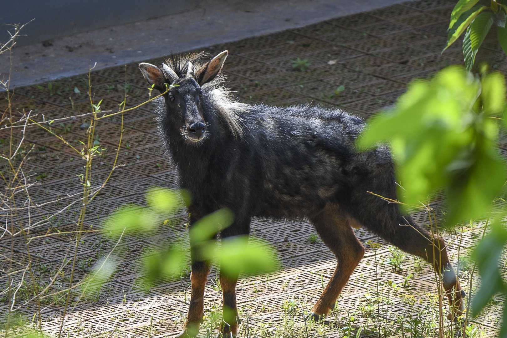Chinese Serow (Capricornis milneedwardsii)