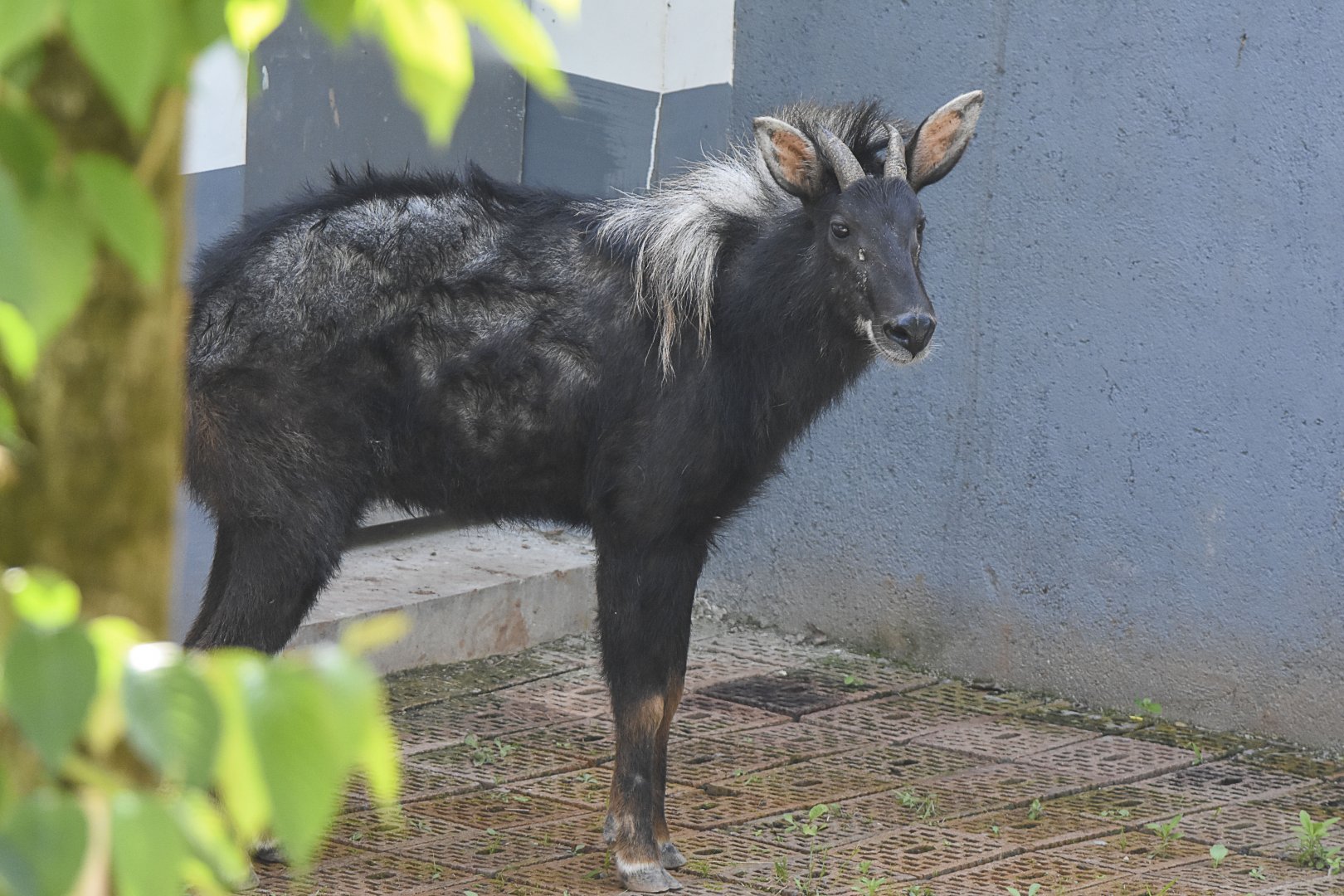 Chinese Serow (Capricornis milneedwardsii)