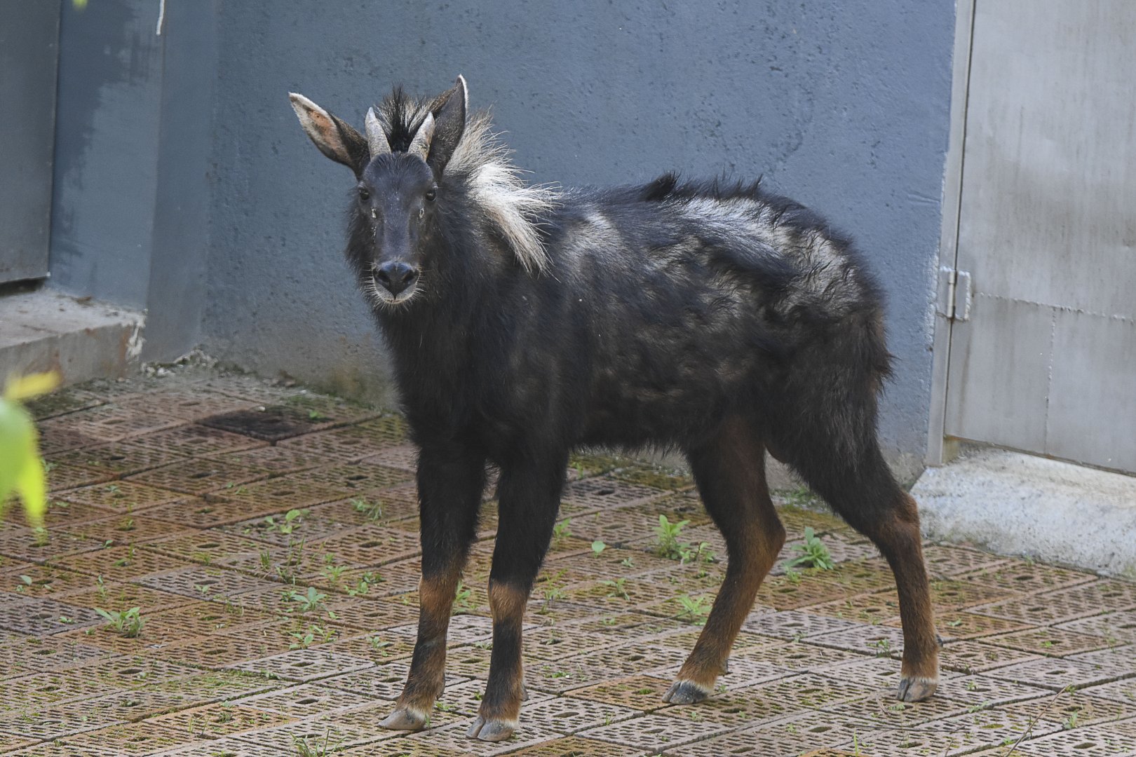 Chinese Serow (Capricornis milneedwardsii)