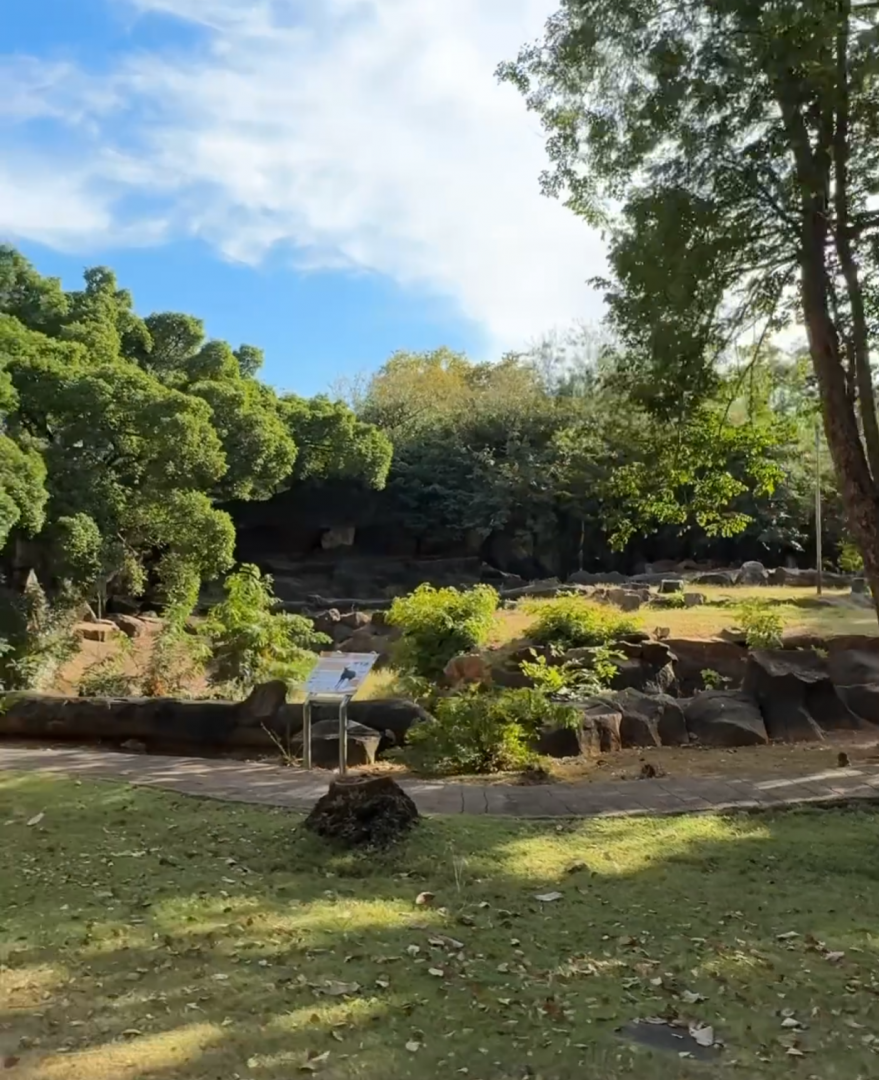 Chinese serow exhibit