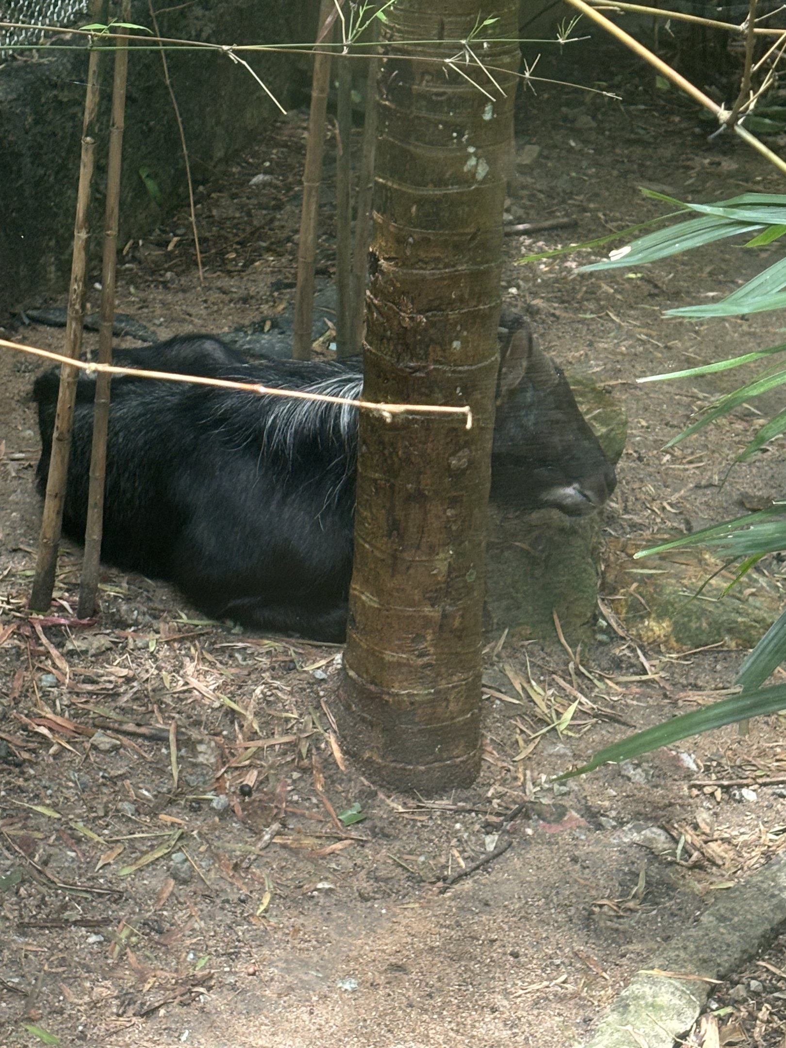 Chinese Serow (in Forest of Asia aviary)