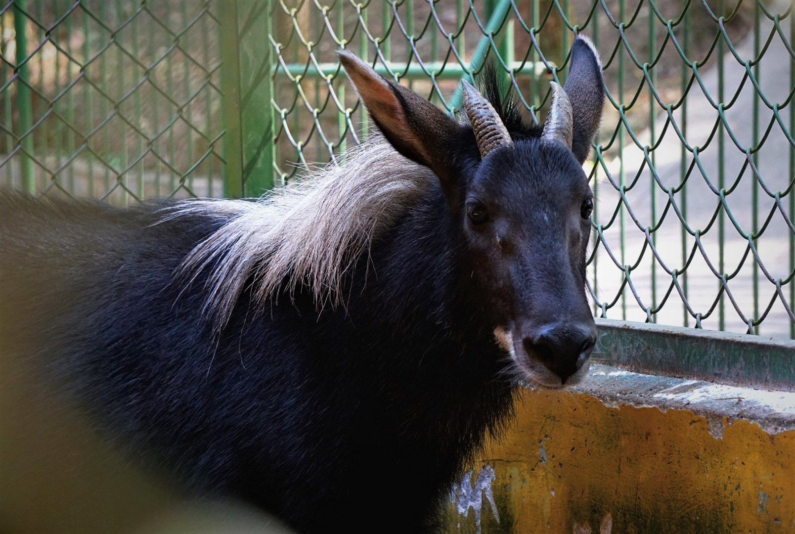 Chinese serow