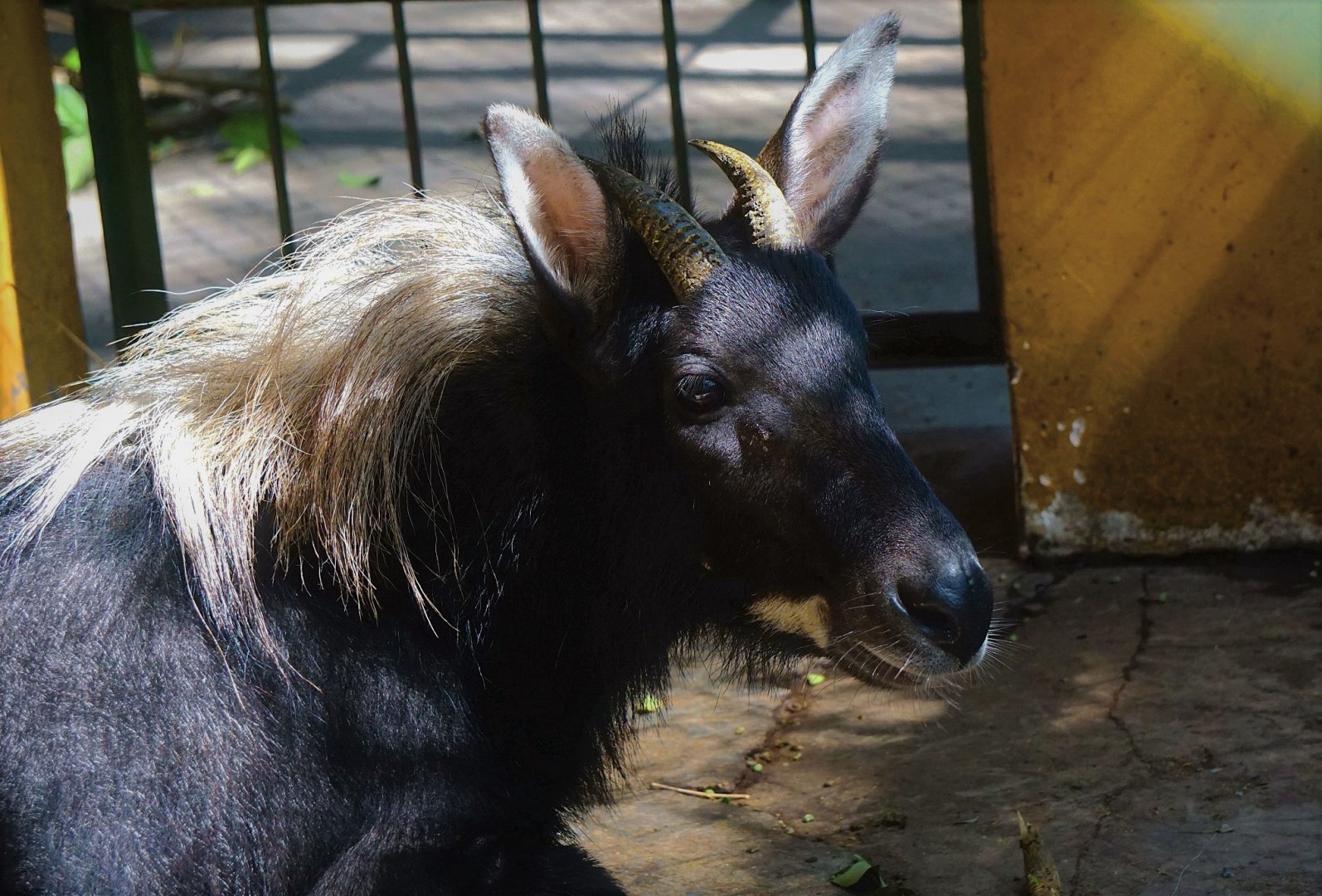 Chinese serow