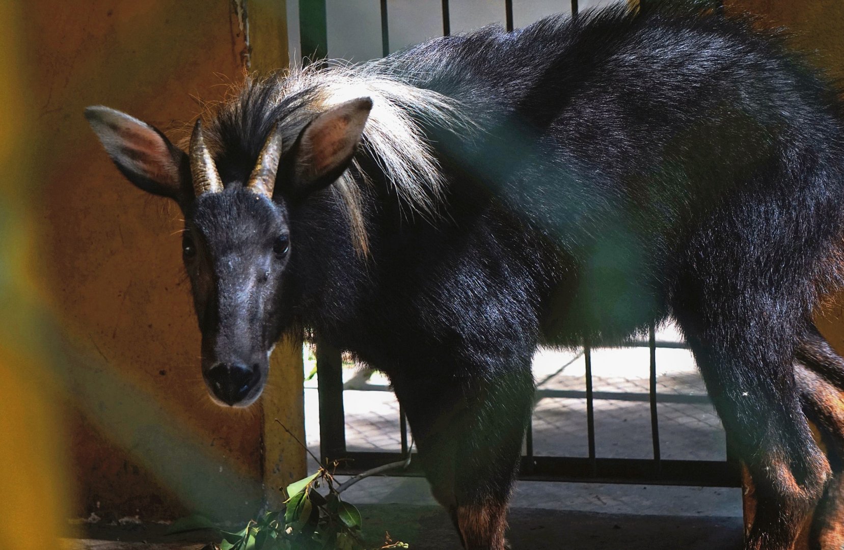 Chinese serow