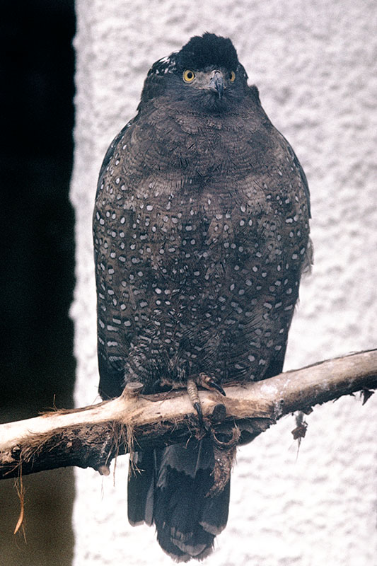 Chinese serpent eagle 1974