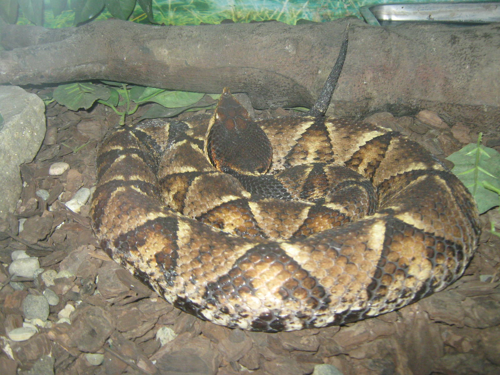 Chinese sharp-nosed viper (Deinagkistrodon acutus)