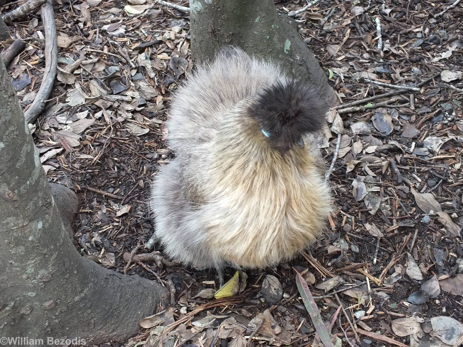 Chinese Silkie Chicken