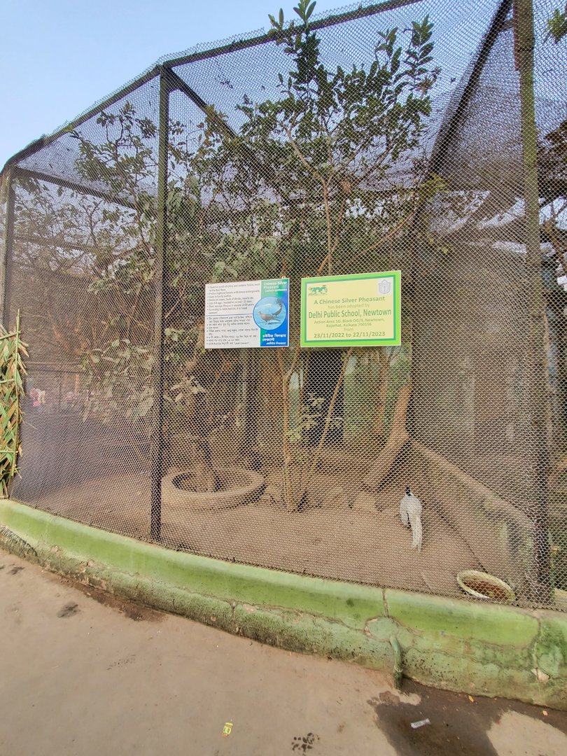 Chinese Silver Pheasant Exhibit - January 2023