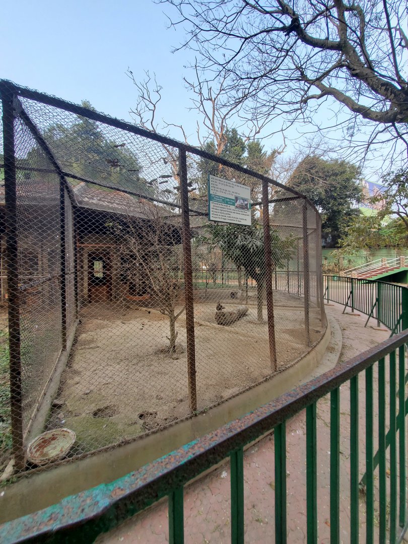 Chinese Silver Pheasant Exhibit - January 2023