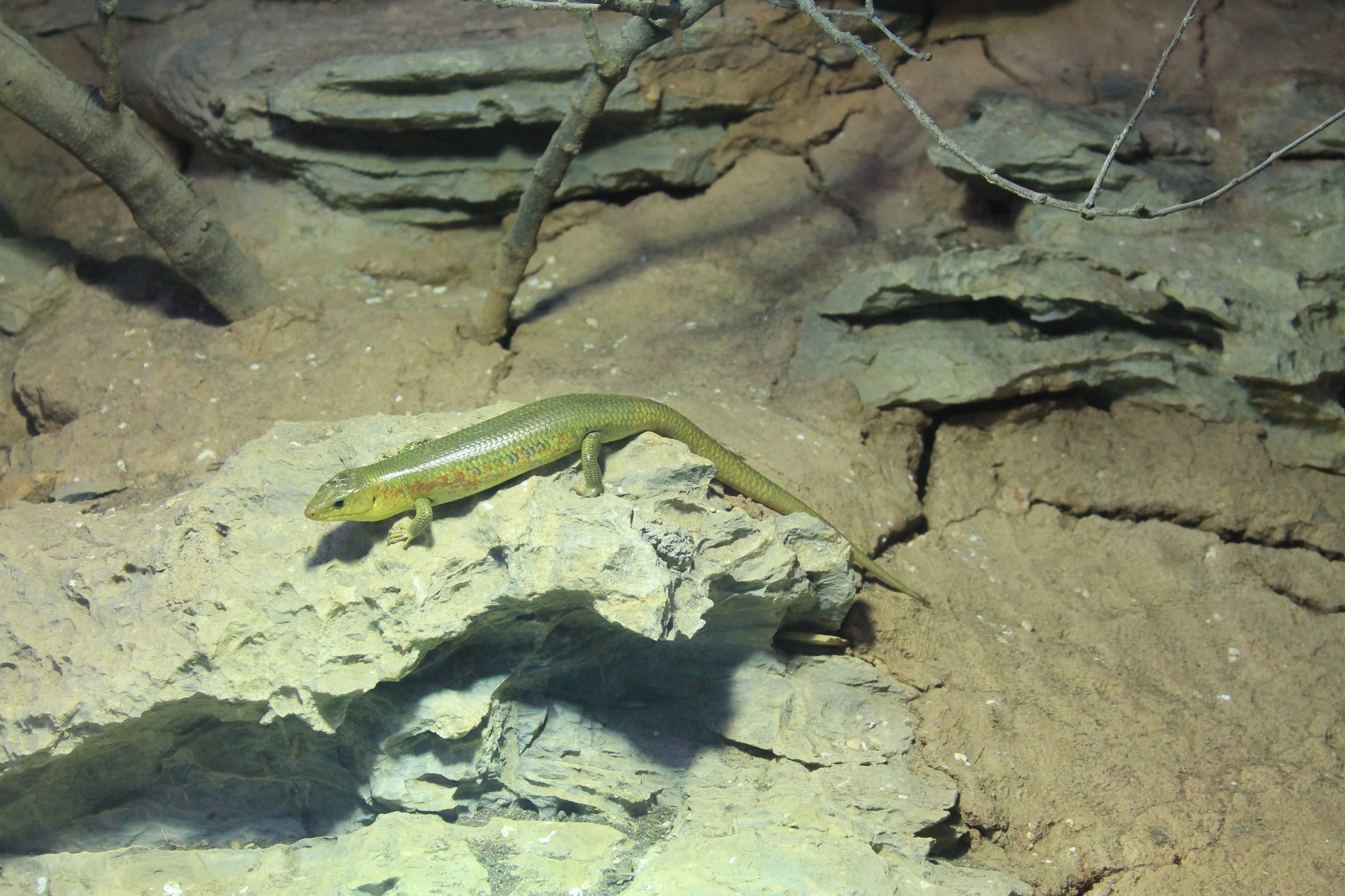 Chinese Skink (Plestiodon chinensis)
