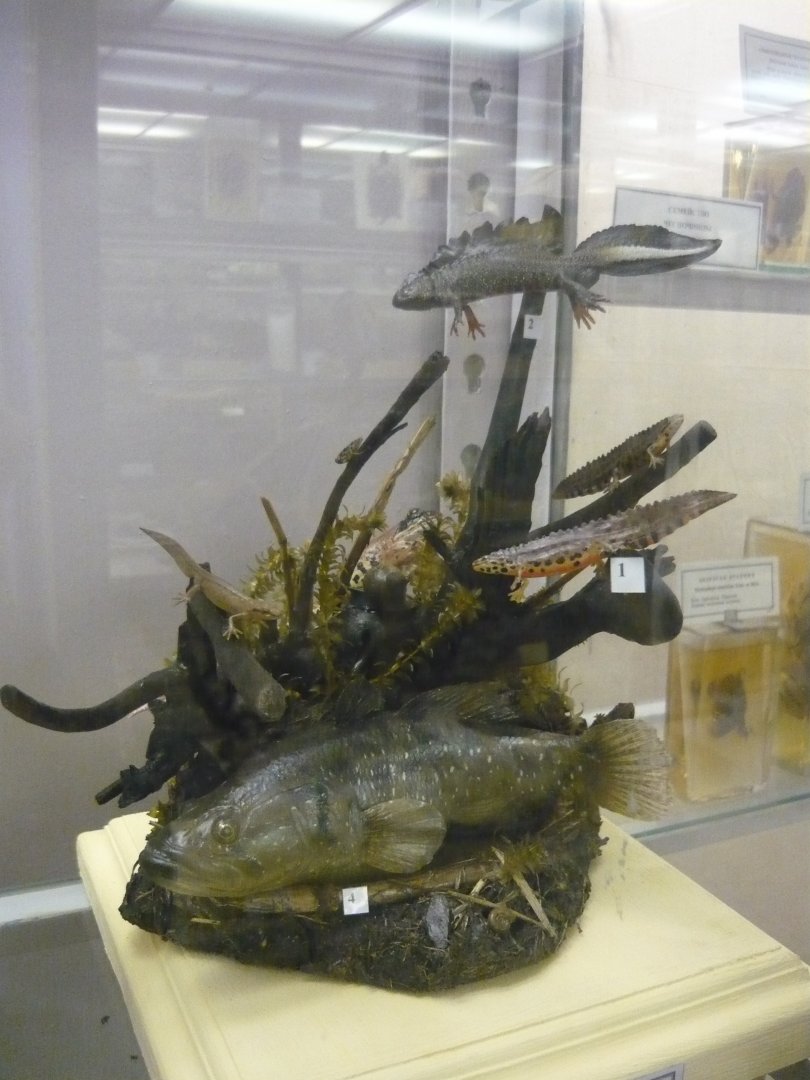 Chinese sleeper, Smooth newts, Crested newt and Common frog