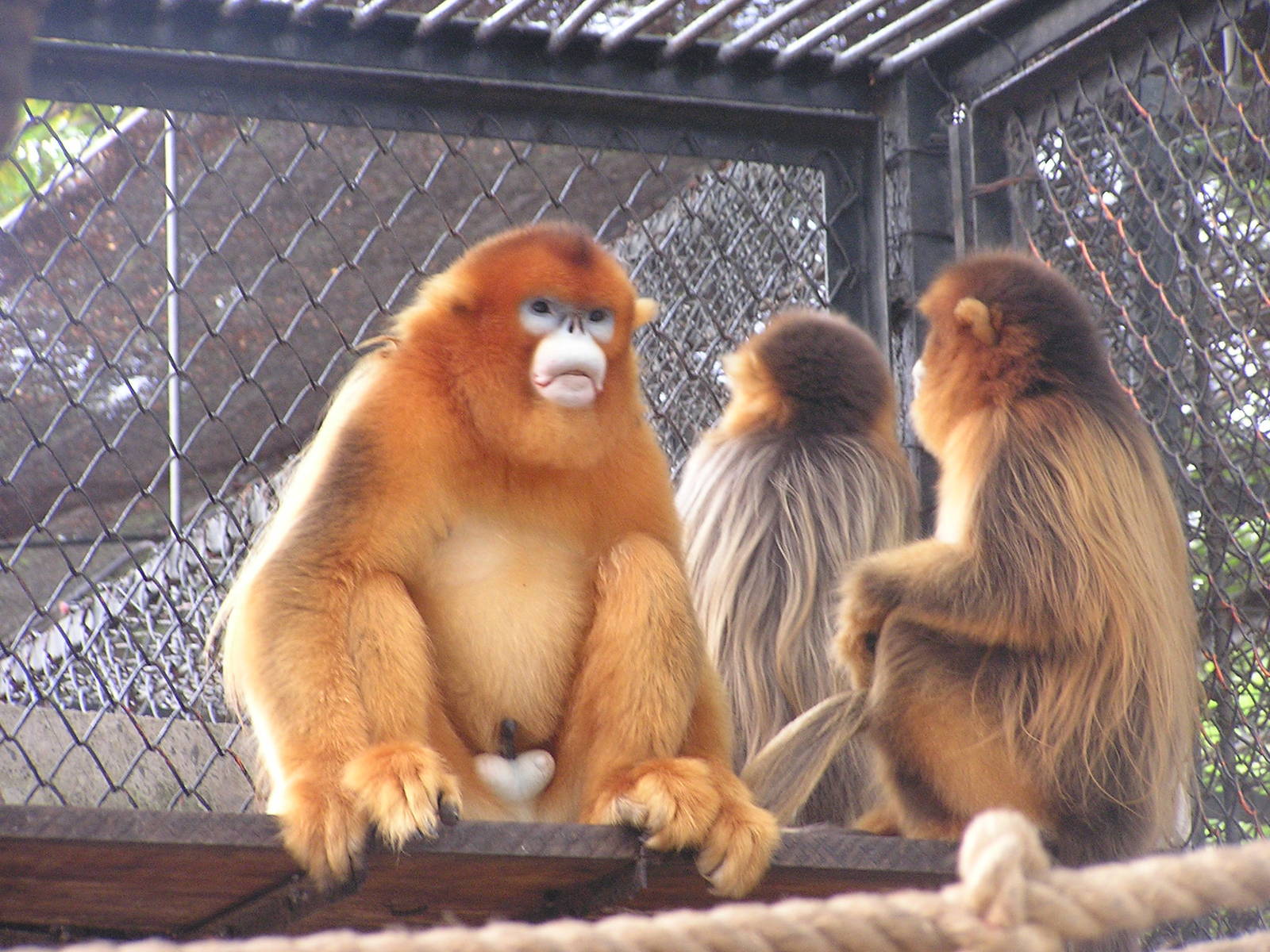 Chinese snub-nosed monkey/ Rhinopithecus roxellana