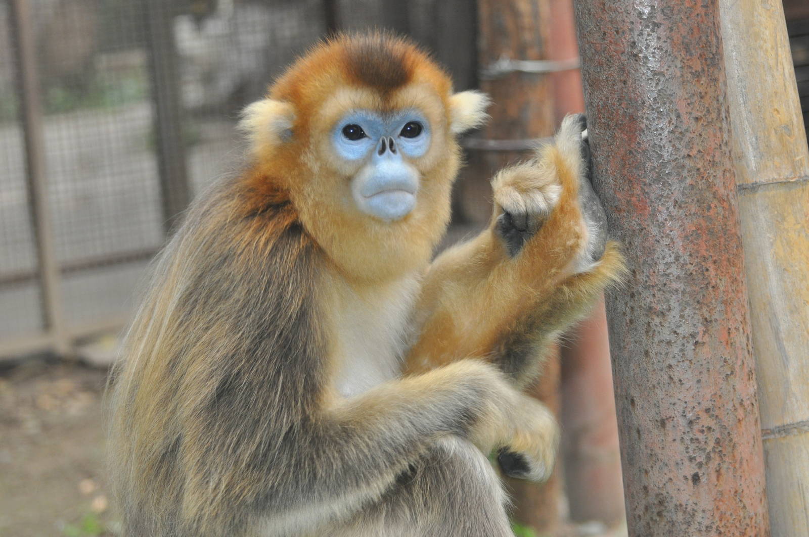 Chinese snub-nosed monkey/ Rhinopithecus roxellana