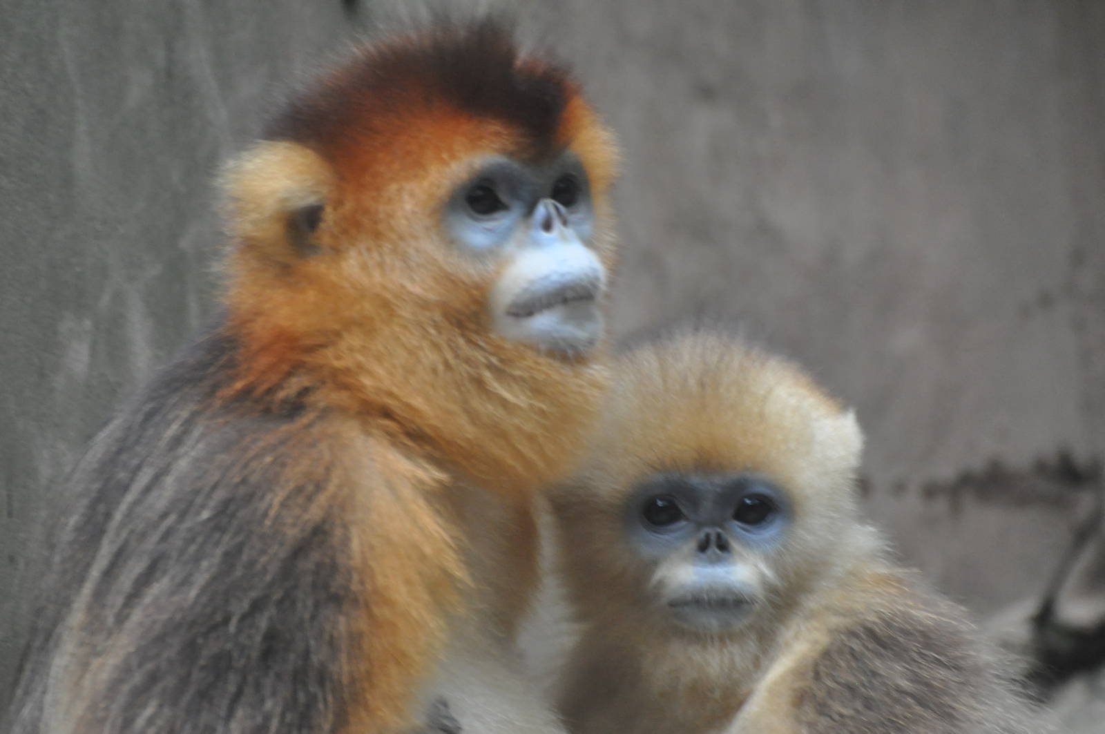 Chinese snub-nosed monkey/ Rhinopithecus roxellana