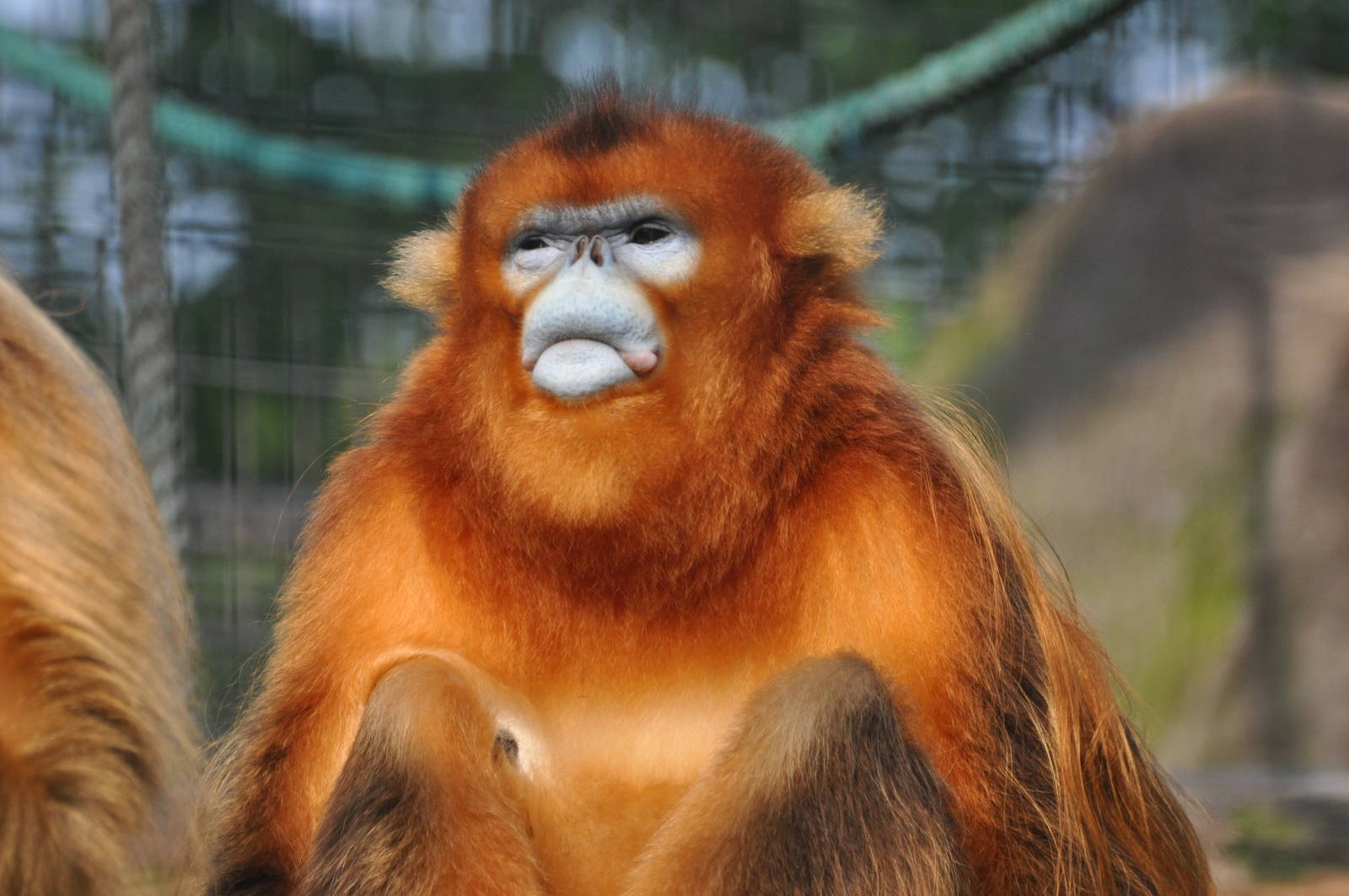Chinese snub-nosed monkey/ Rhinopithecus roxellana