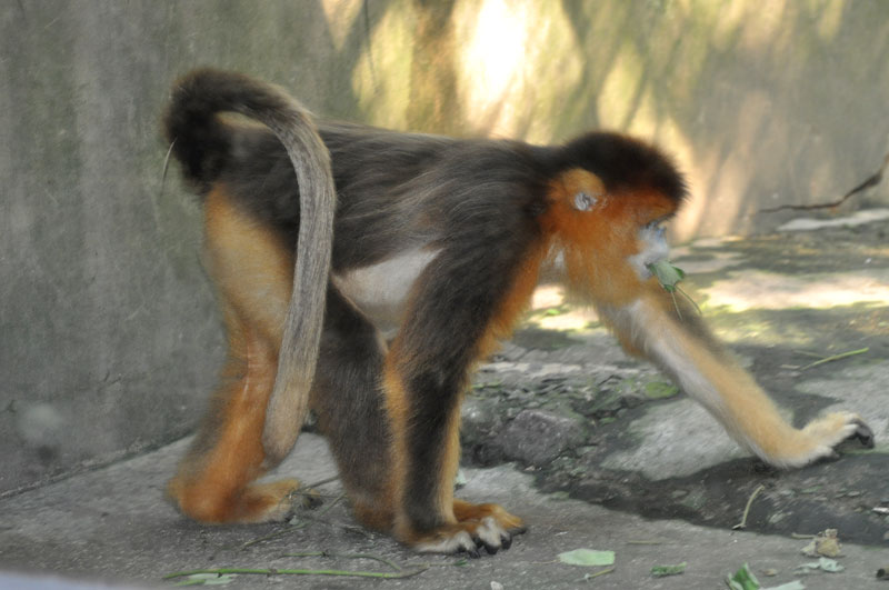 Chinese snub-nosed monkey/ Rhinopithecus roxellana