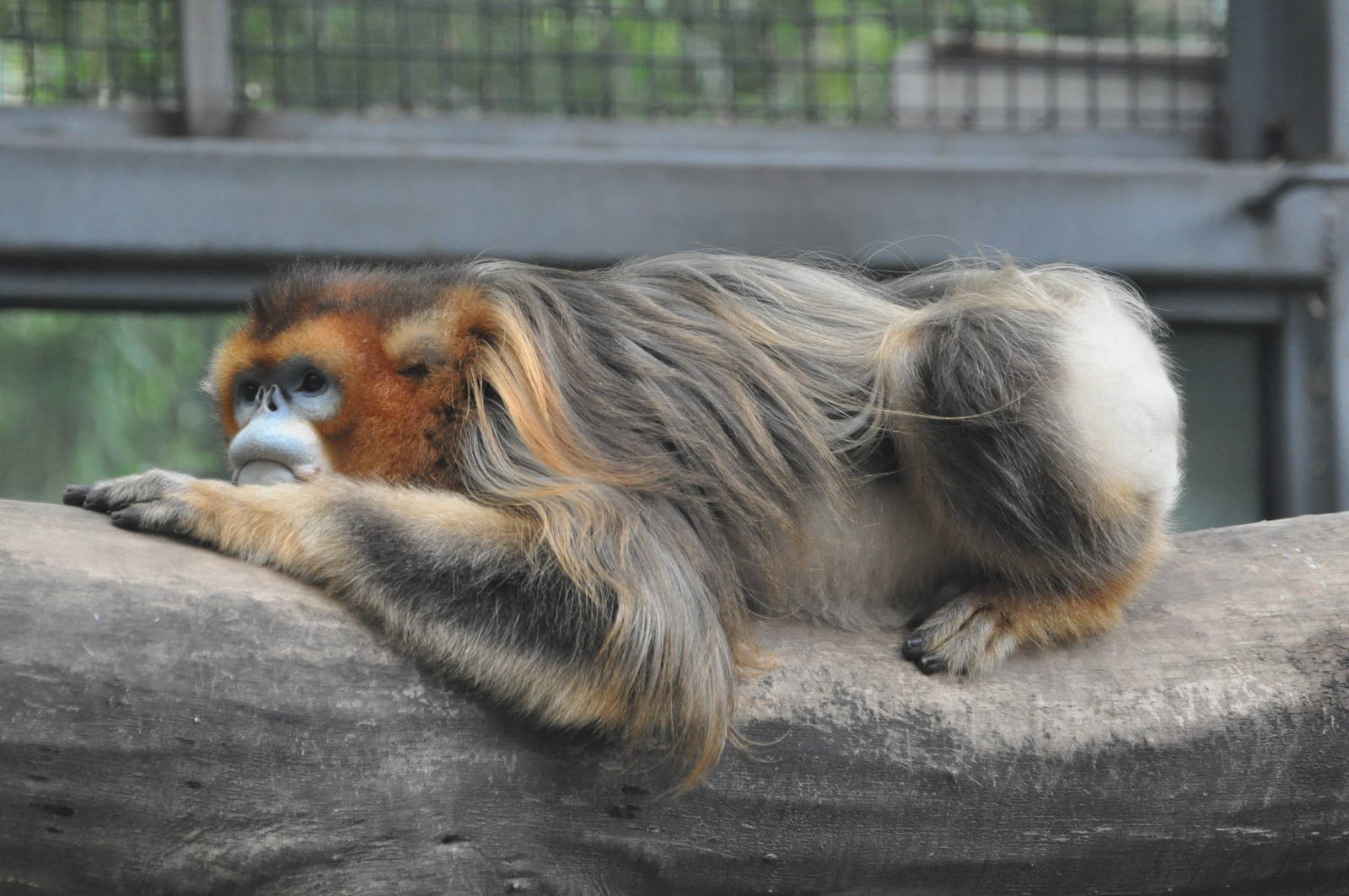 Chinese snub-nosed monkey/ Rhinopithecus roxellana