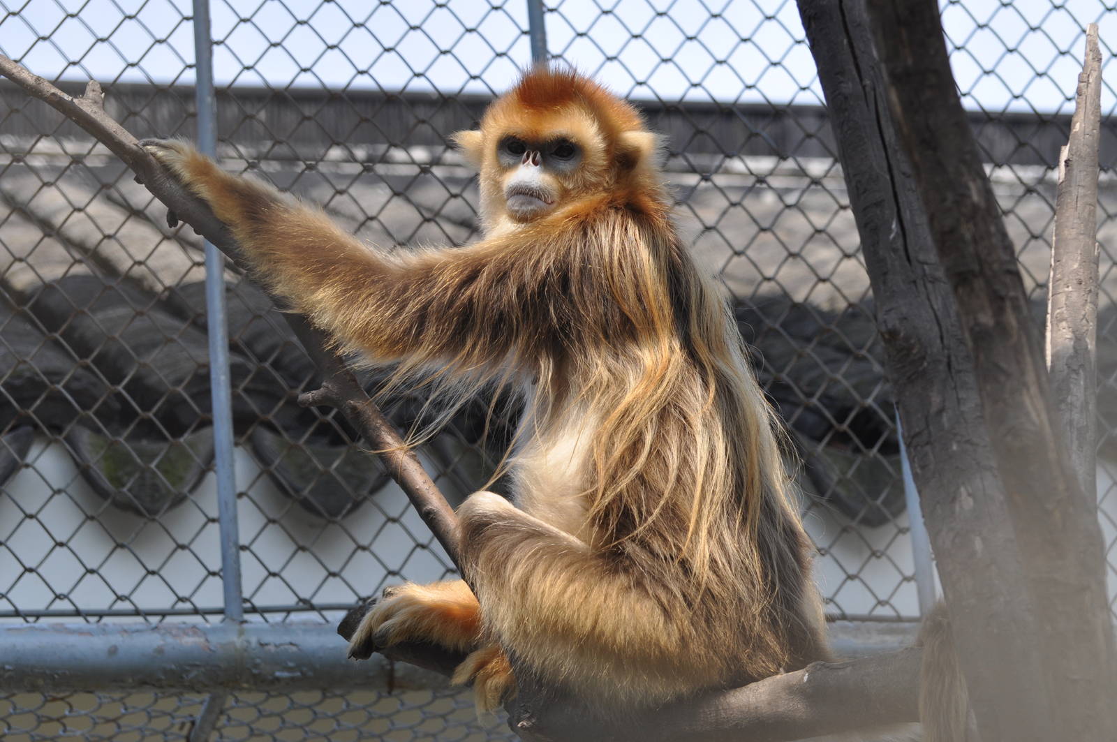 Chinese snub-nosed monkey/ Rhinopithecus roxellana