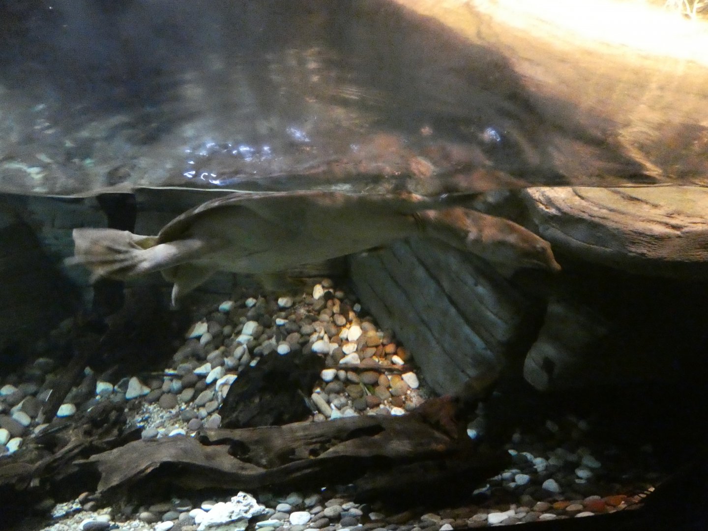 Chinese soft-shell turtle