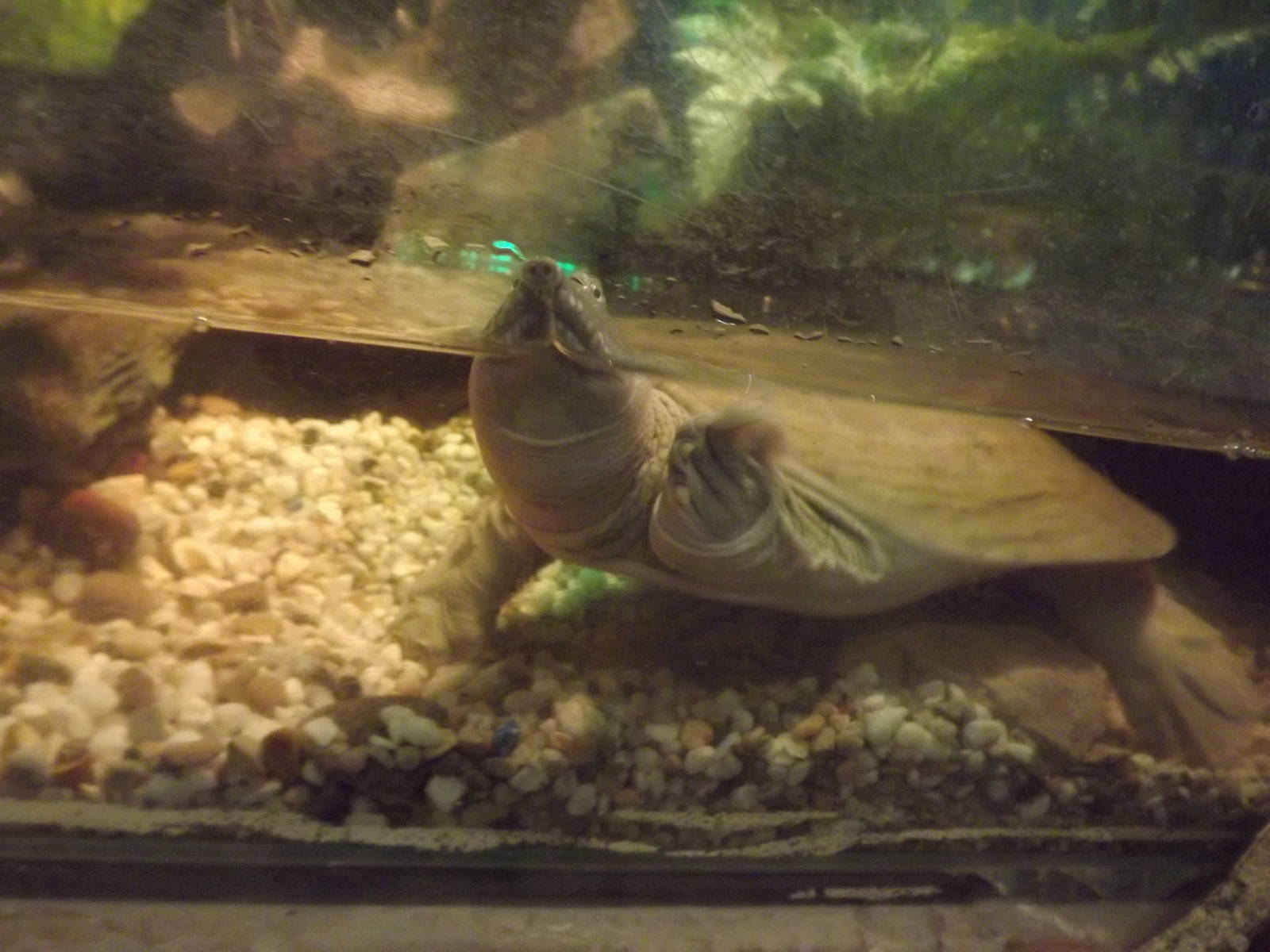 Chinese soft shelled turtle at Blackpool Zoo 15/01/12