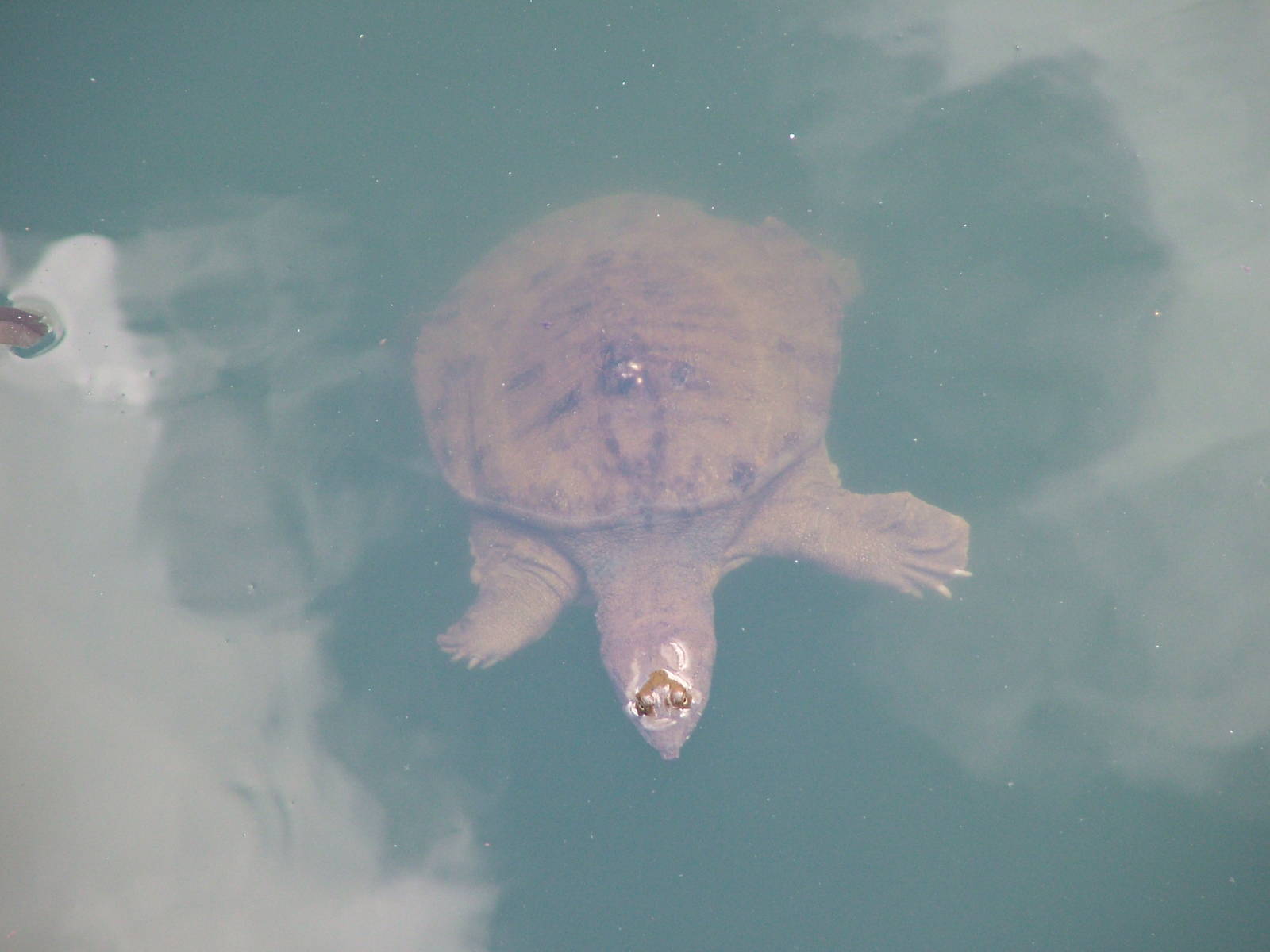 Chinese Soft-shelled Turtle at Frankfurt 31/08/10