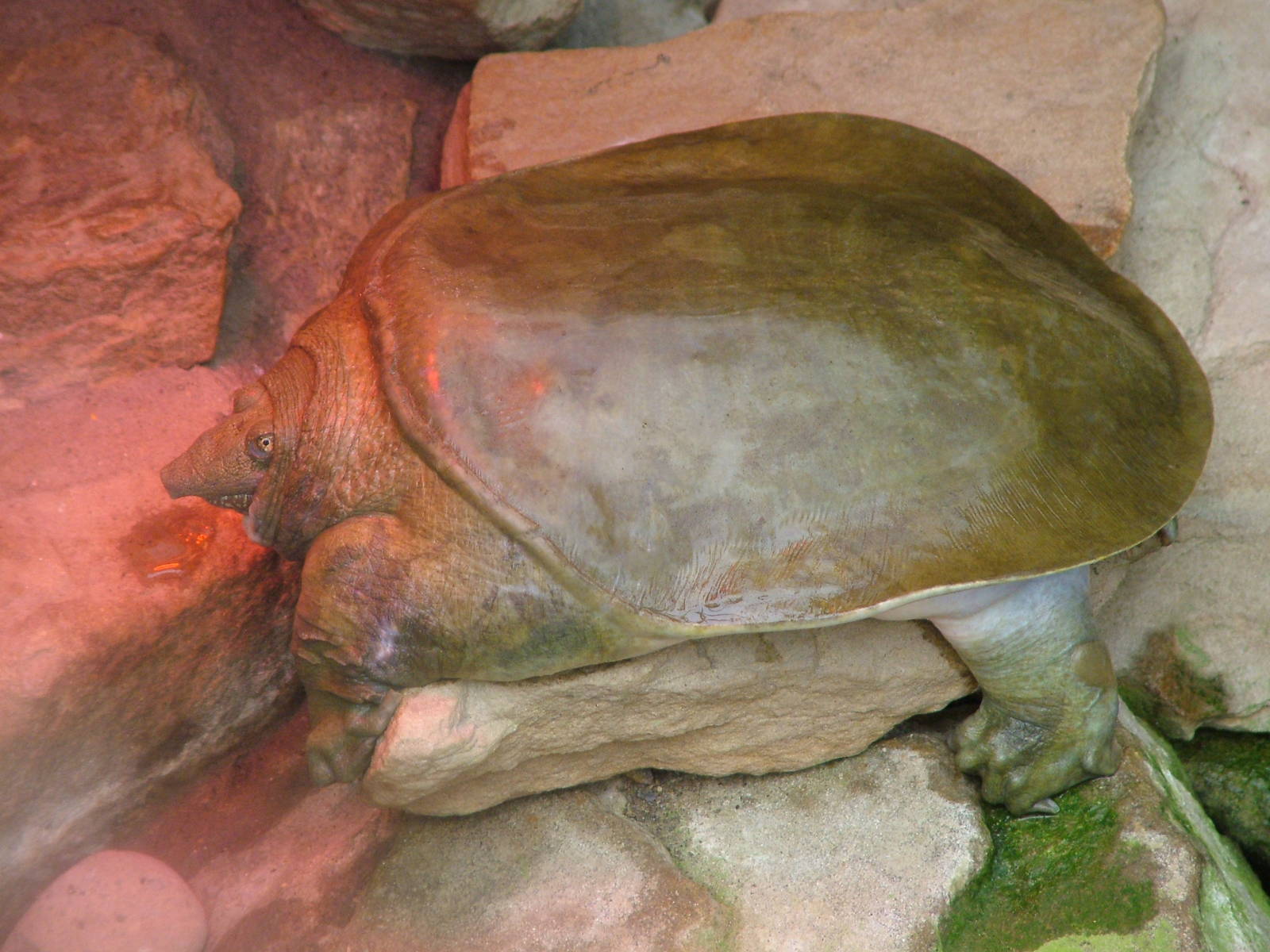 Chinese Soft-shelled Turtle at Shepreth 05/04/10