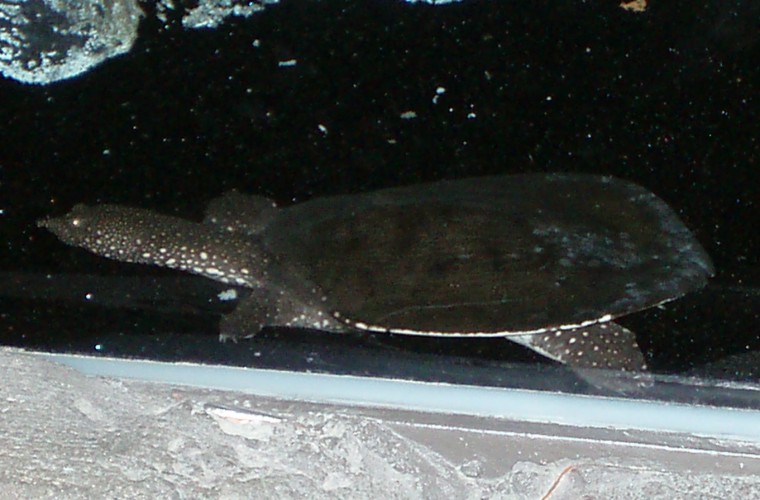 Chinese Soft-shelled Turtle (Pelodiscus sinensis)