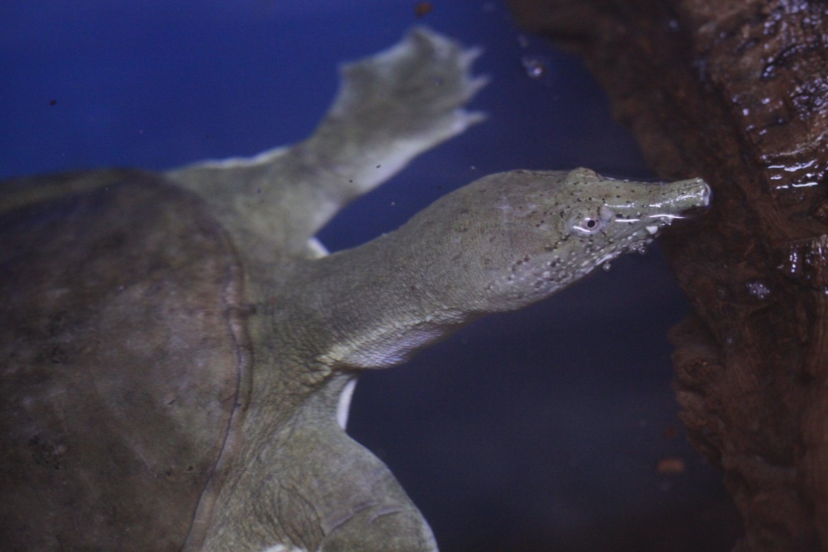 Chinese soft-shelled turtle (Pelodiscus sinensis)