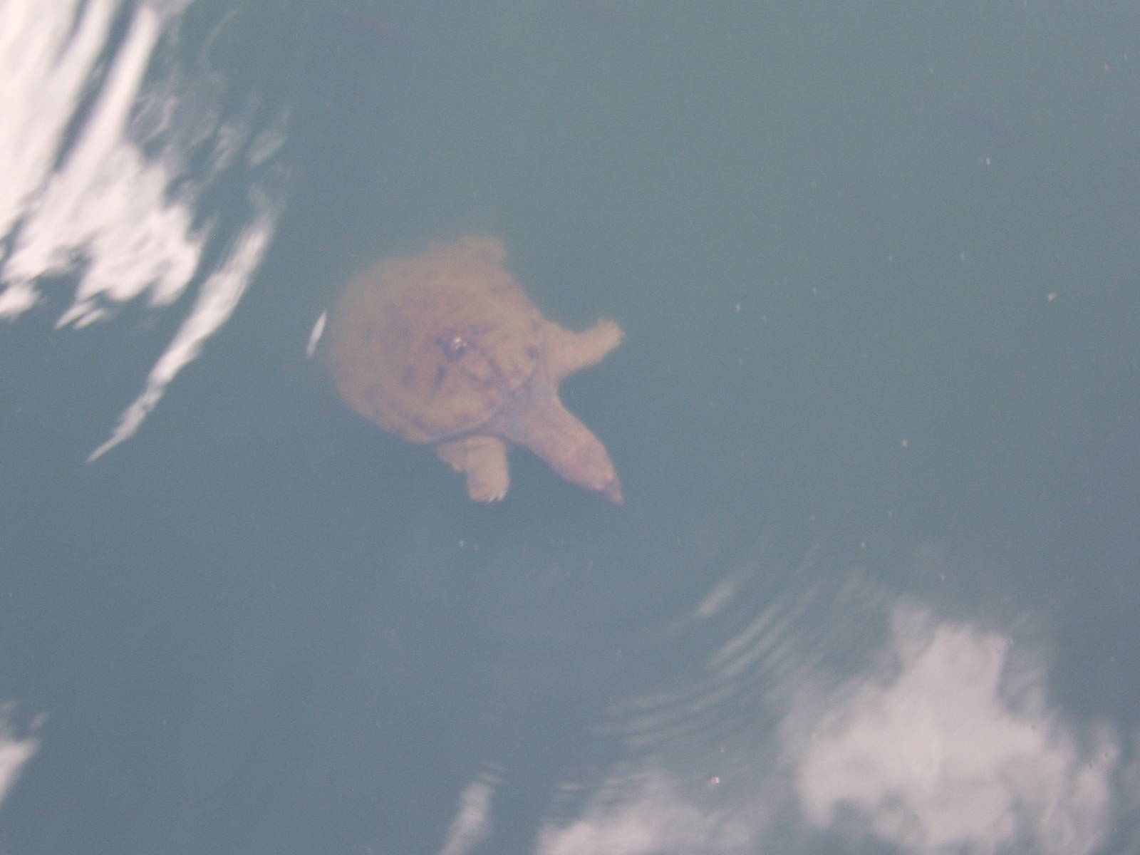 Chinese Soft-shelled Turtle