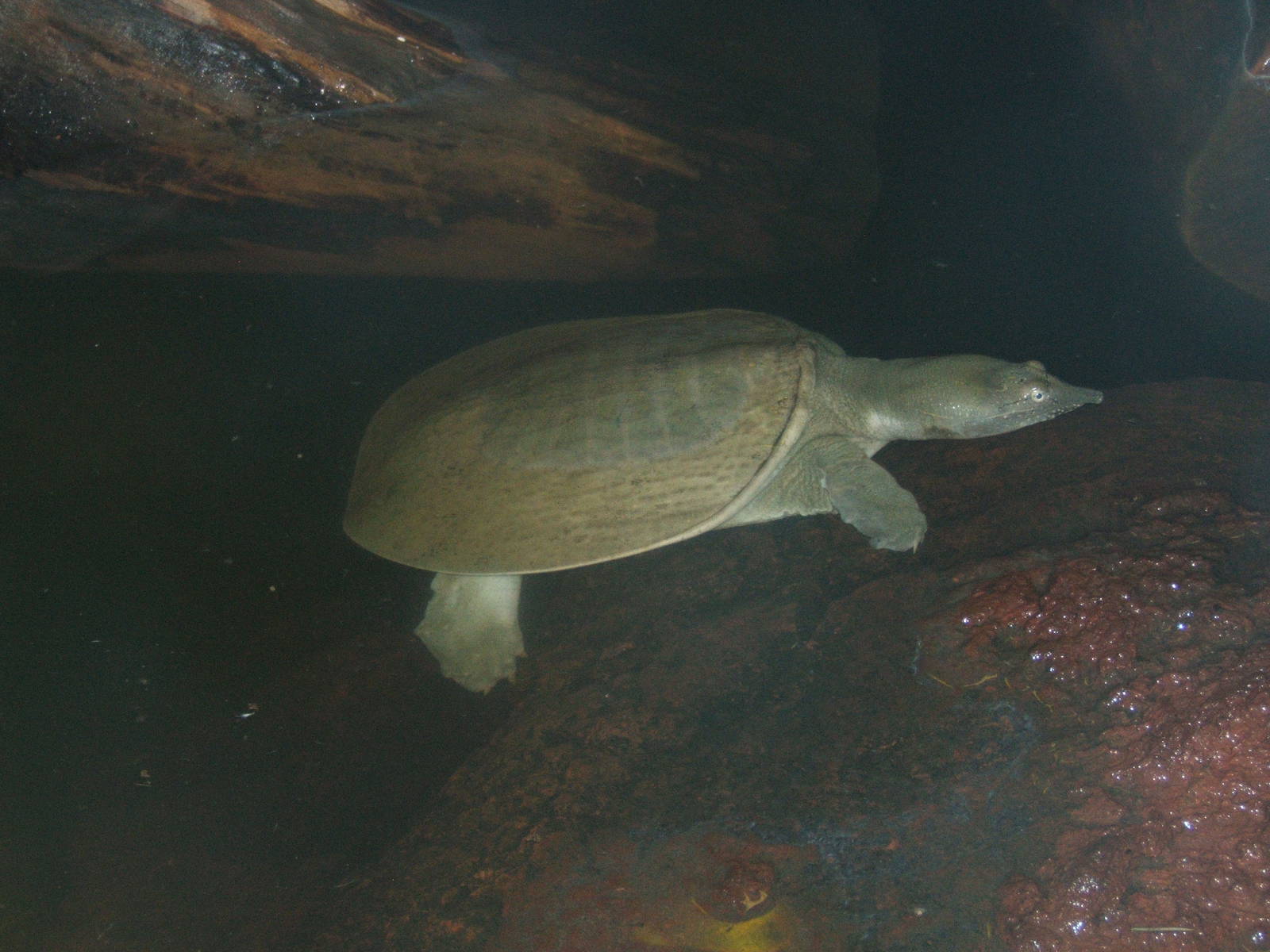 Chinese Soft-shelled Turtle