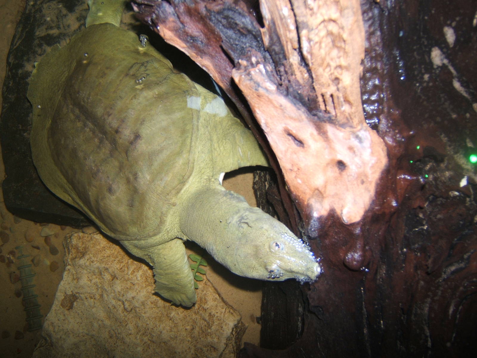Chinese Soft-shelled Turtle
