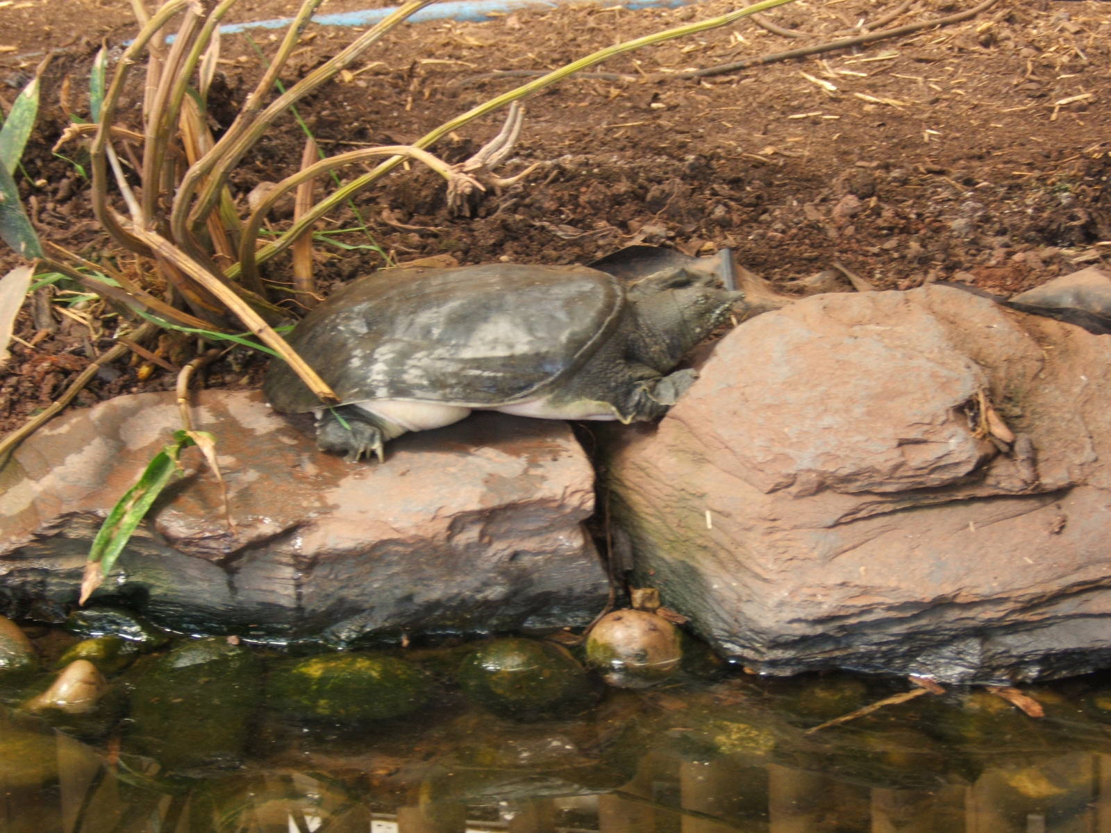 Chinese Soft-shelled Turtle