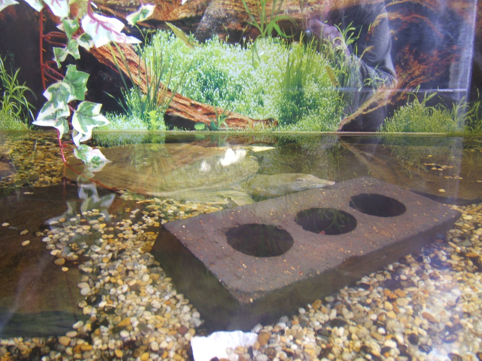 Chinese Soft-shelled Turtle