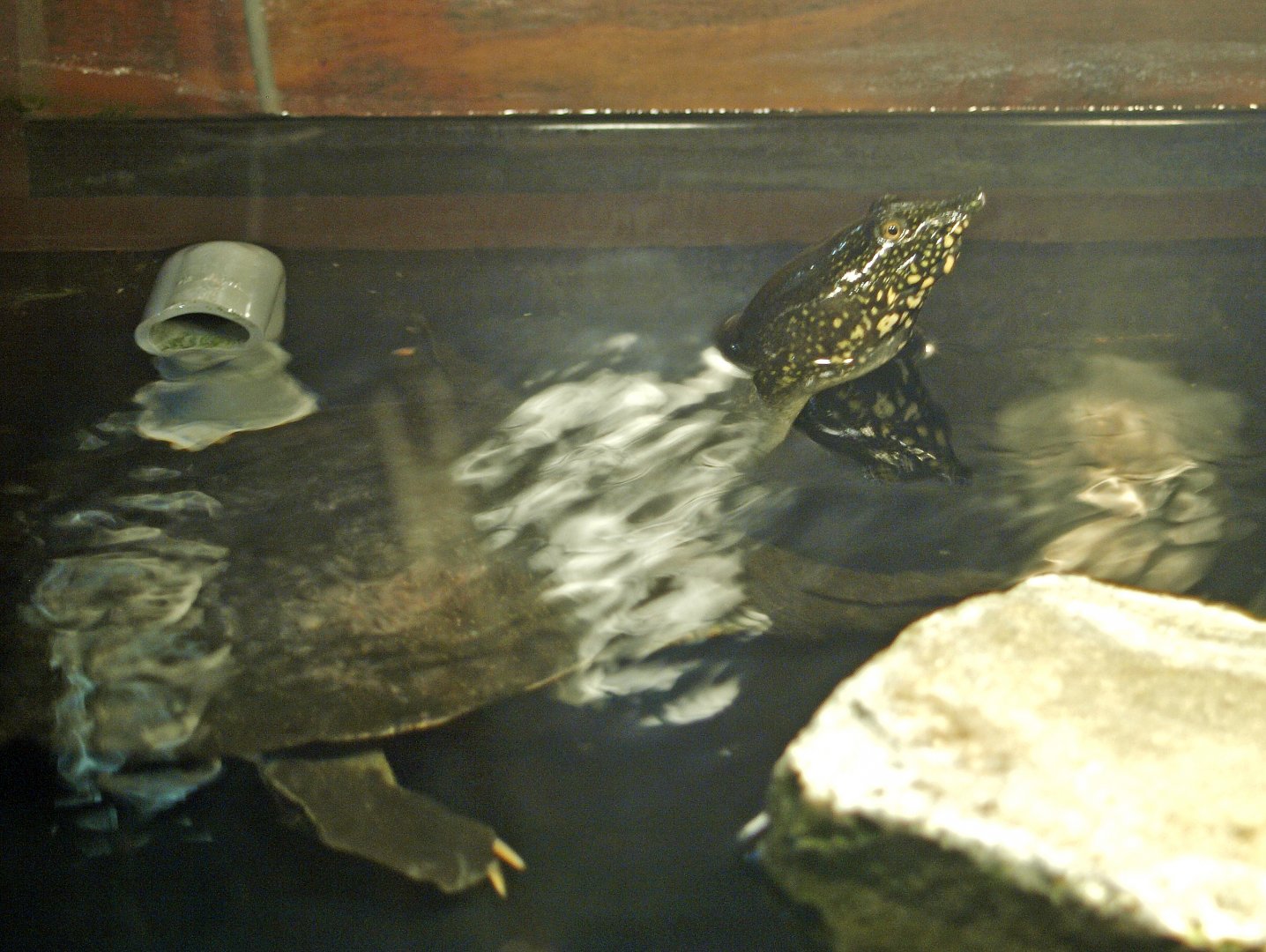 Chinese soft-shelled turtle