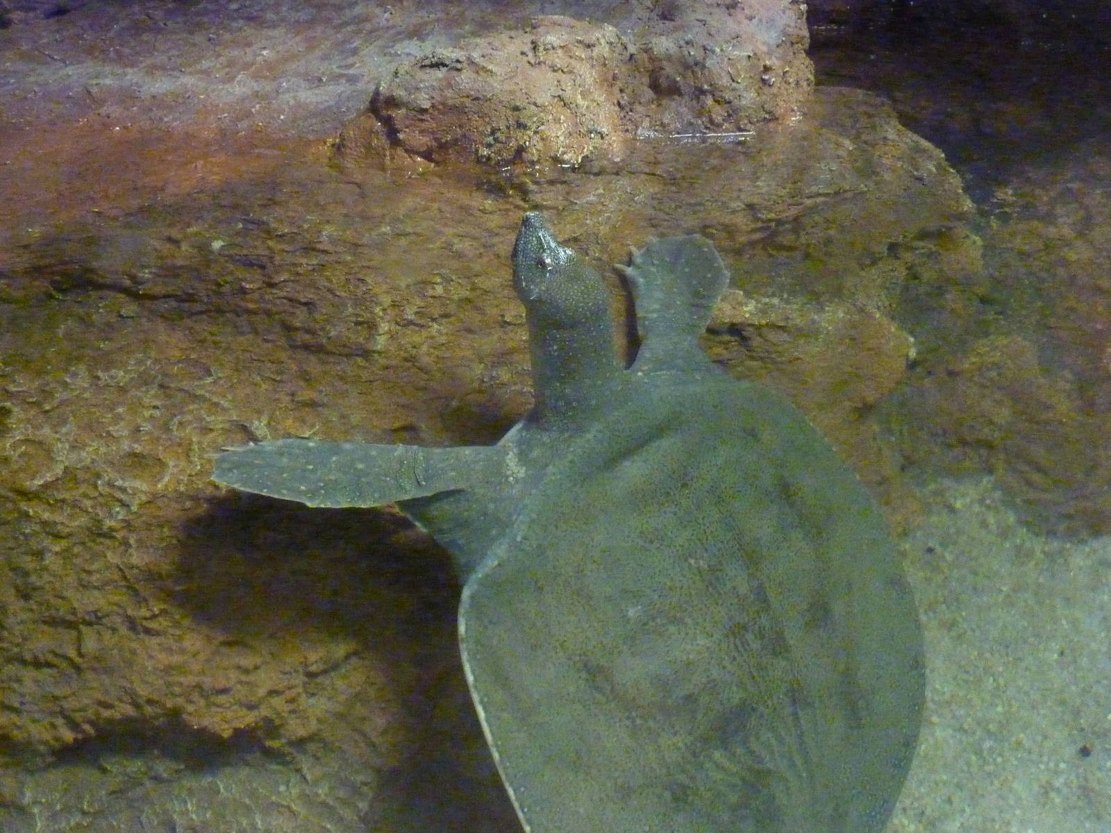 Chinese softshell turtle, 10th April 2012