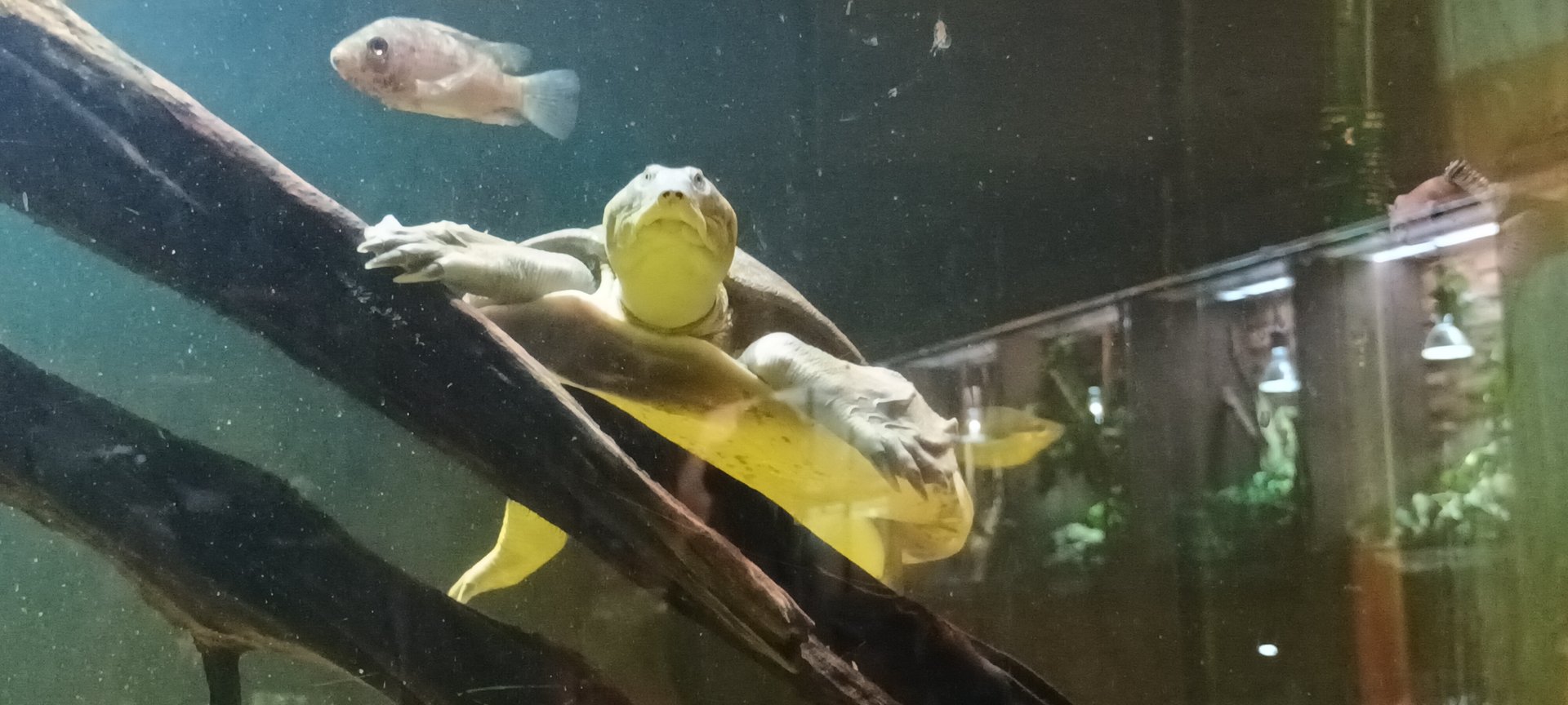 Chinese softshell Turtle and Cichlid