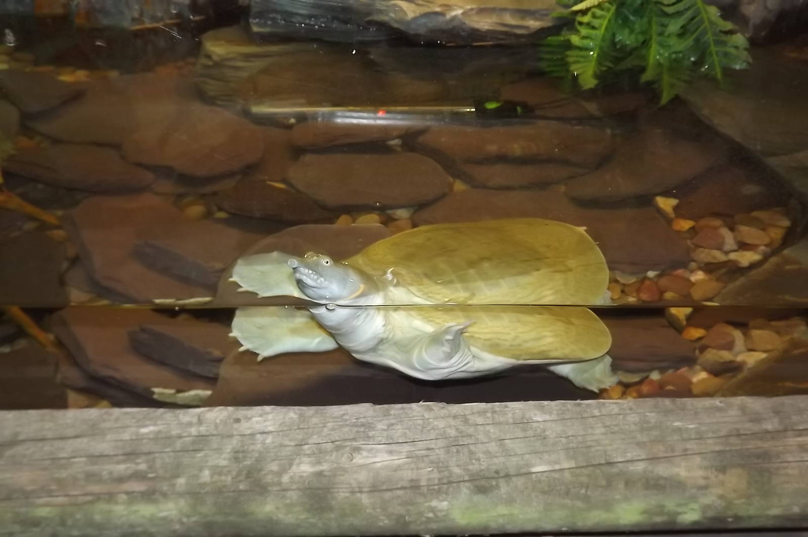 Chinese Softshell Turtle at Blackpool Zoo 14/07/12