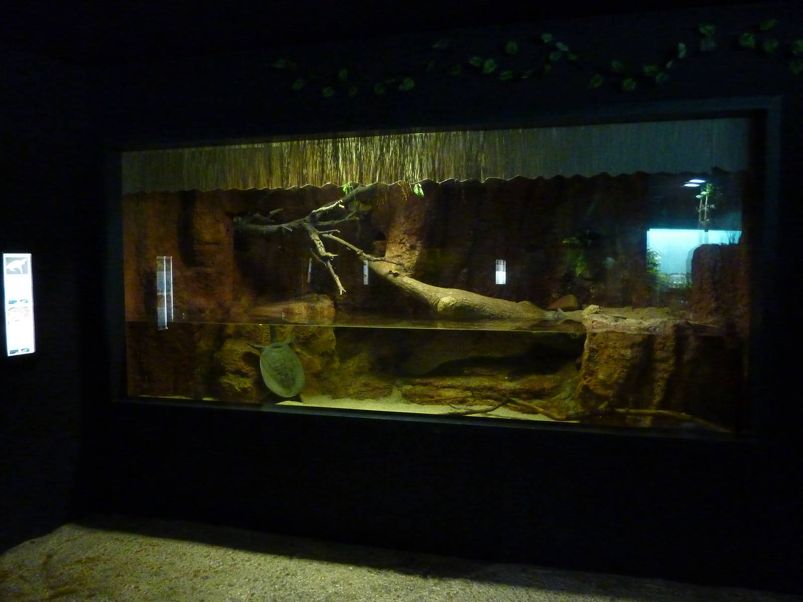 Chinese softshell turtle enclosure, 10th April 2012