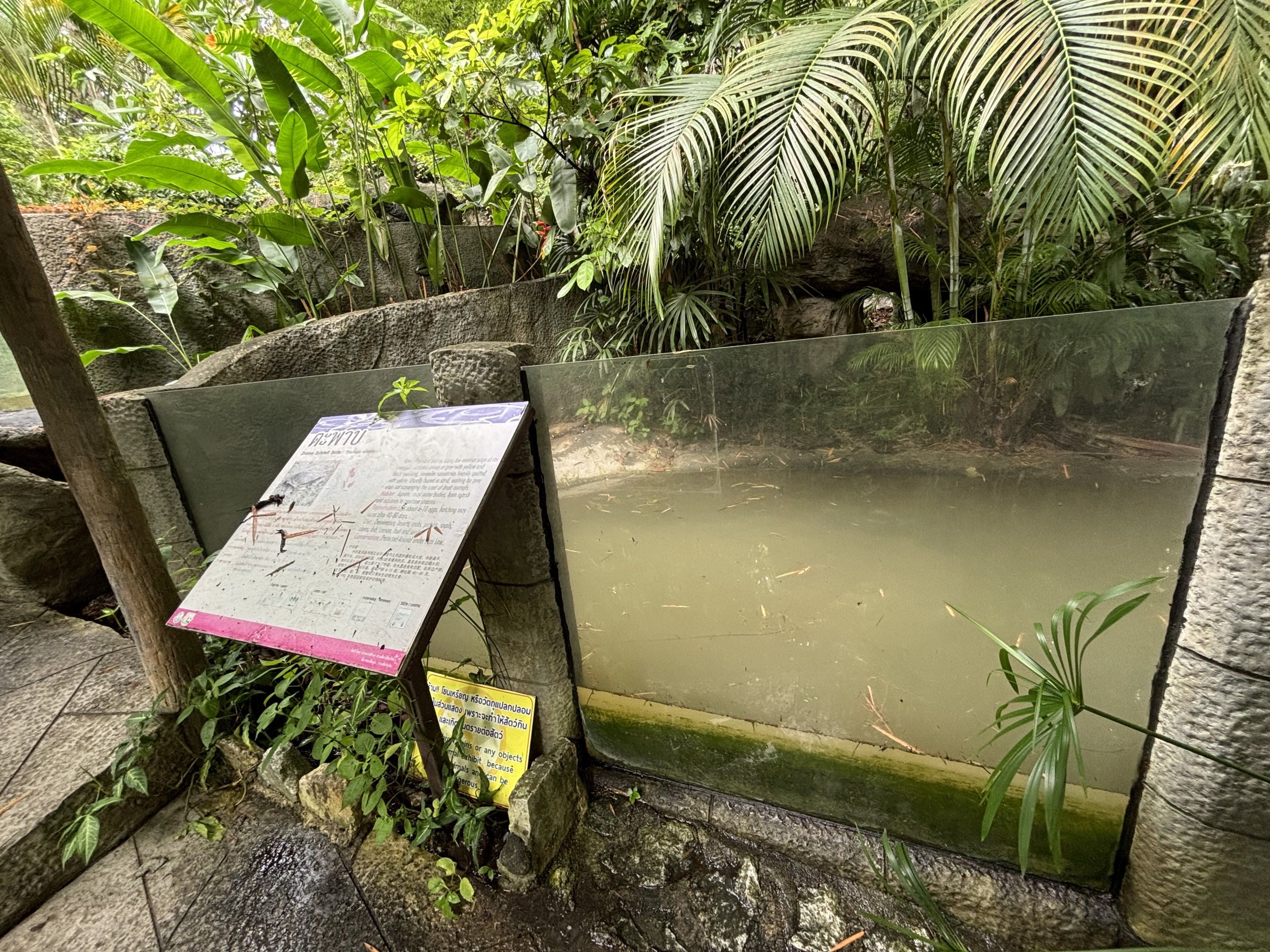 Chinese Softshell Turtle Exhibit