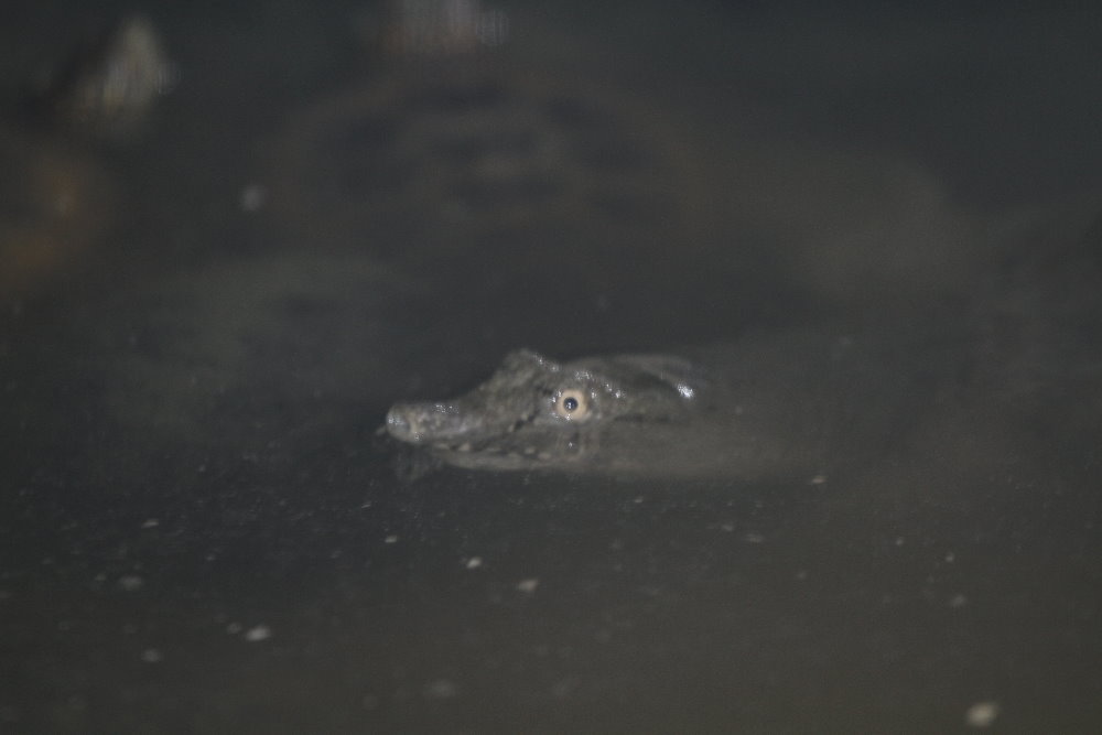 Chinese Softshell Turtle ( MashhadZoo)