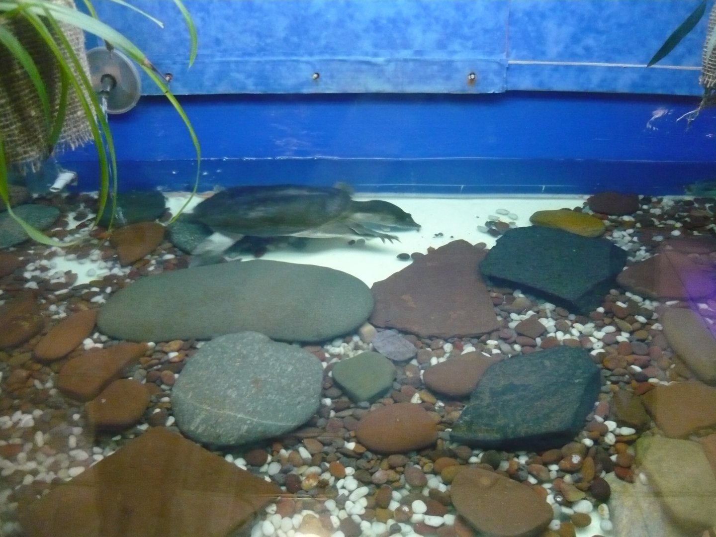 Chinese softshell turtle (Pelodiscus sinensis) exhibit