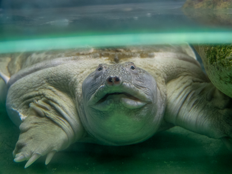 Chinese softshell turtle / Pelodiscus sinensis