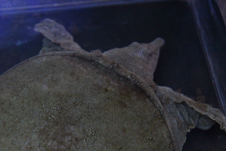 Chinese softshell turtle (Pelodiscus sinensis)