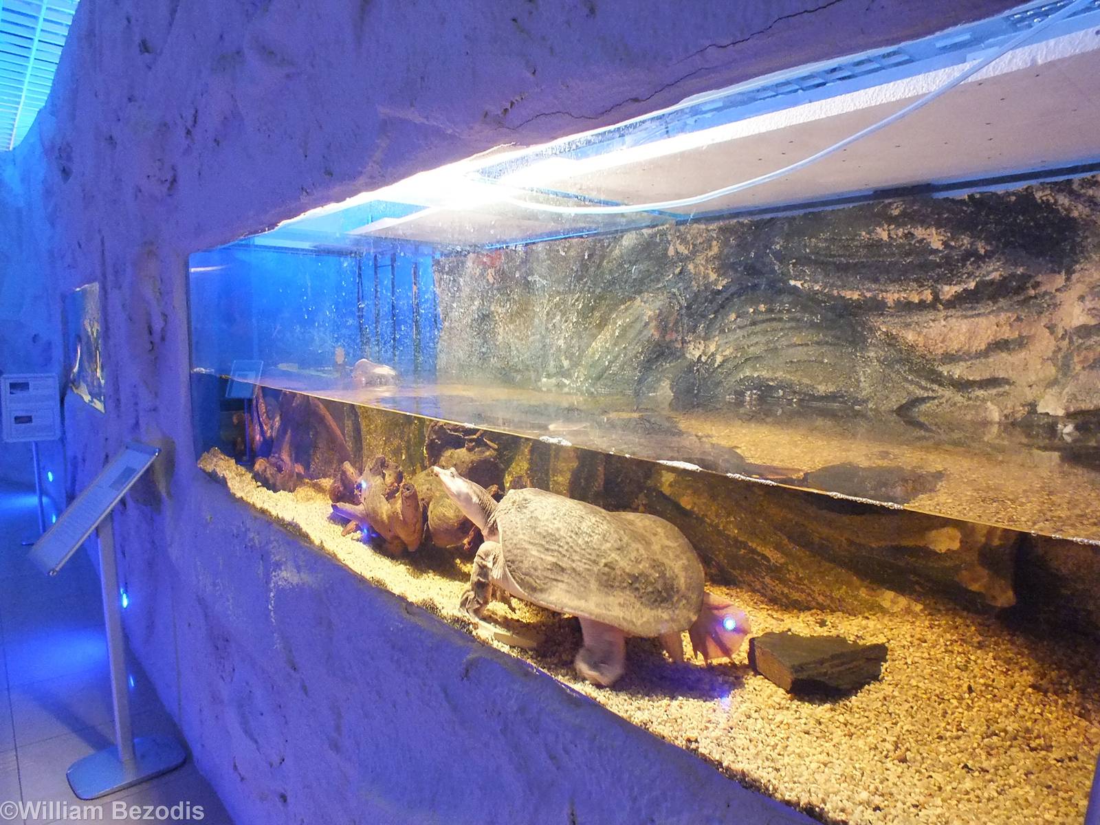 Chinese Softshell Turtle Tank- Freshwater Section
