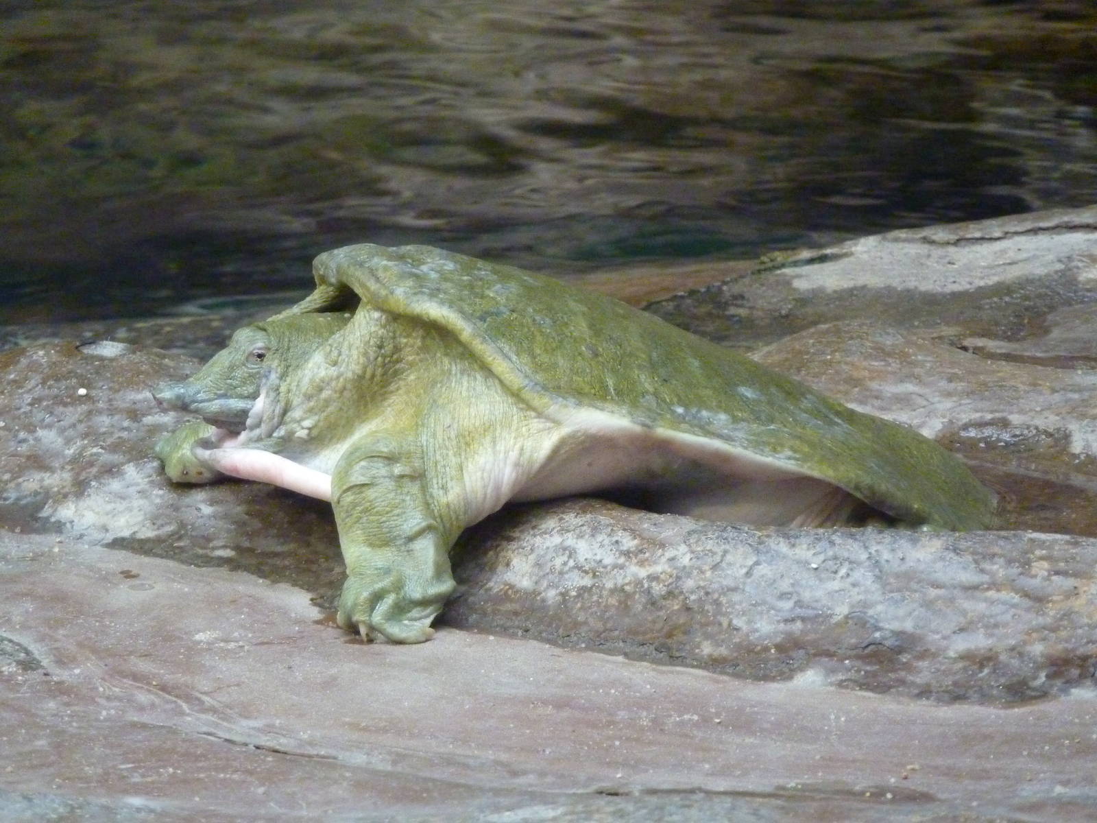Chinese Softshell Turtle
