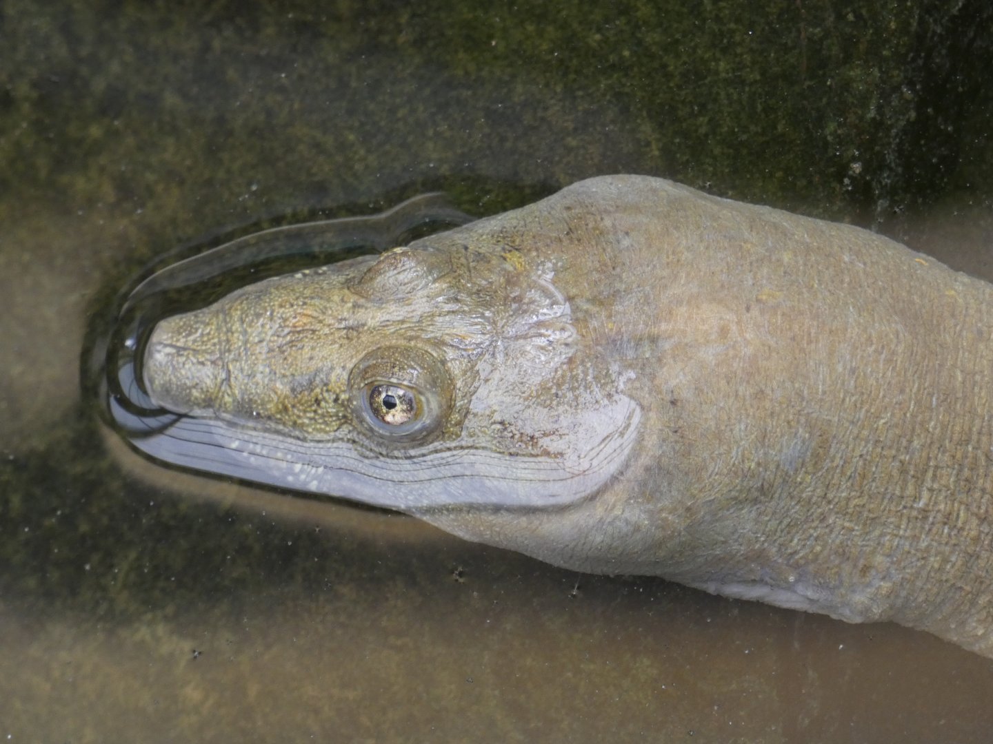 Chinese Softshell Turtle